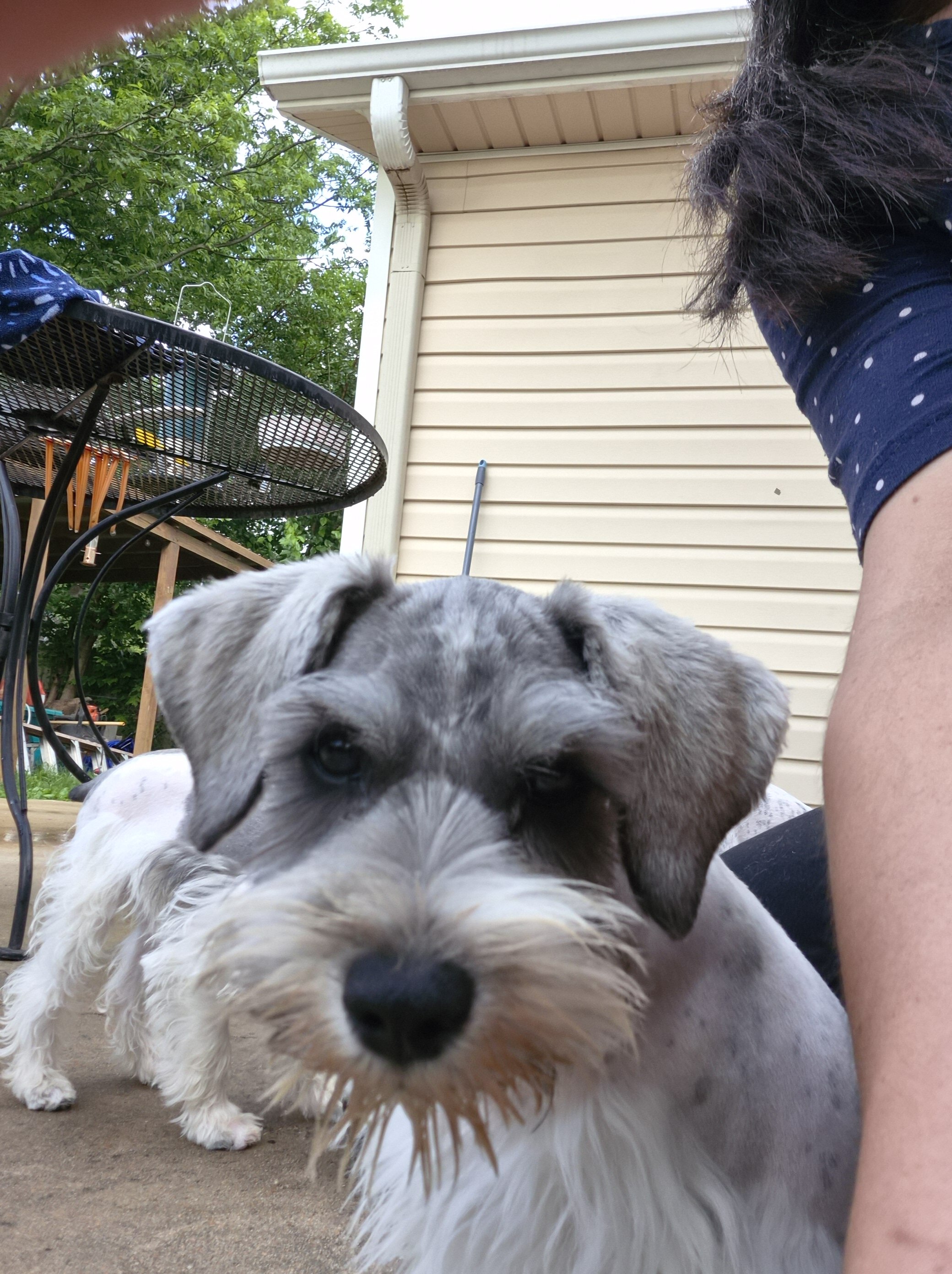 Adorable mini schnauzer image 3
