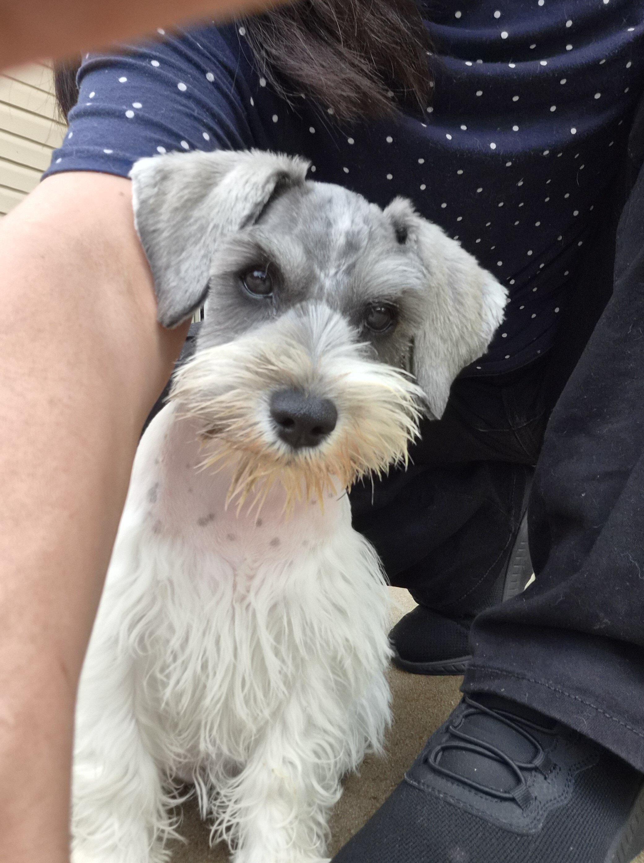 Adorable mini schnauzer image 4