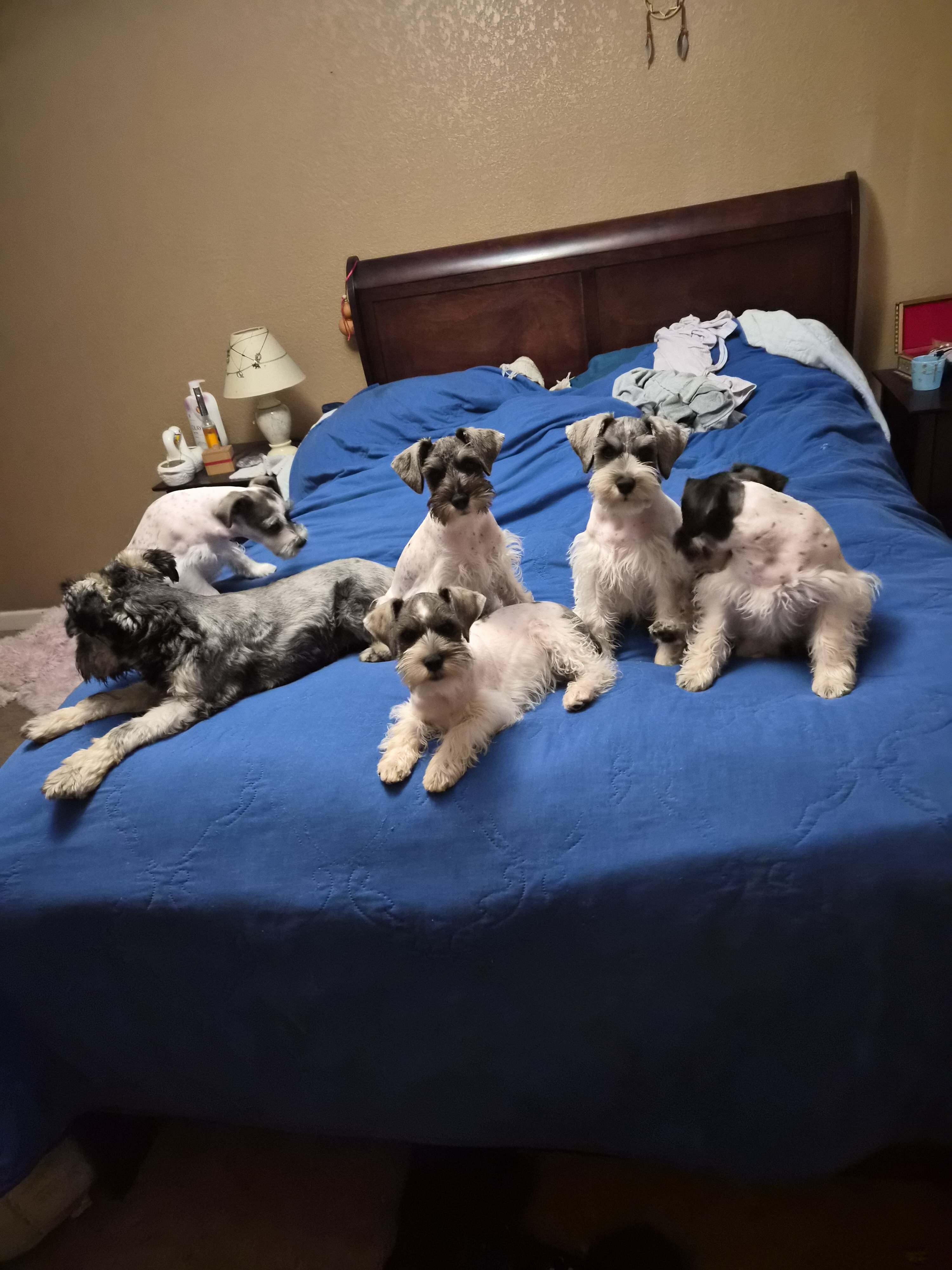 Adorable mini schnauzer image 1