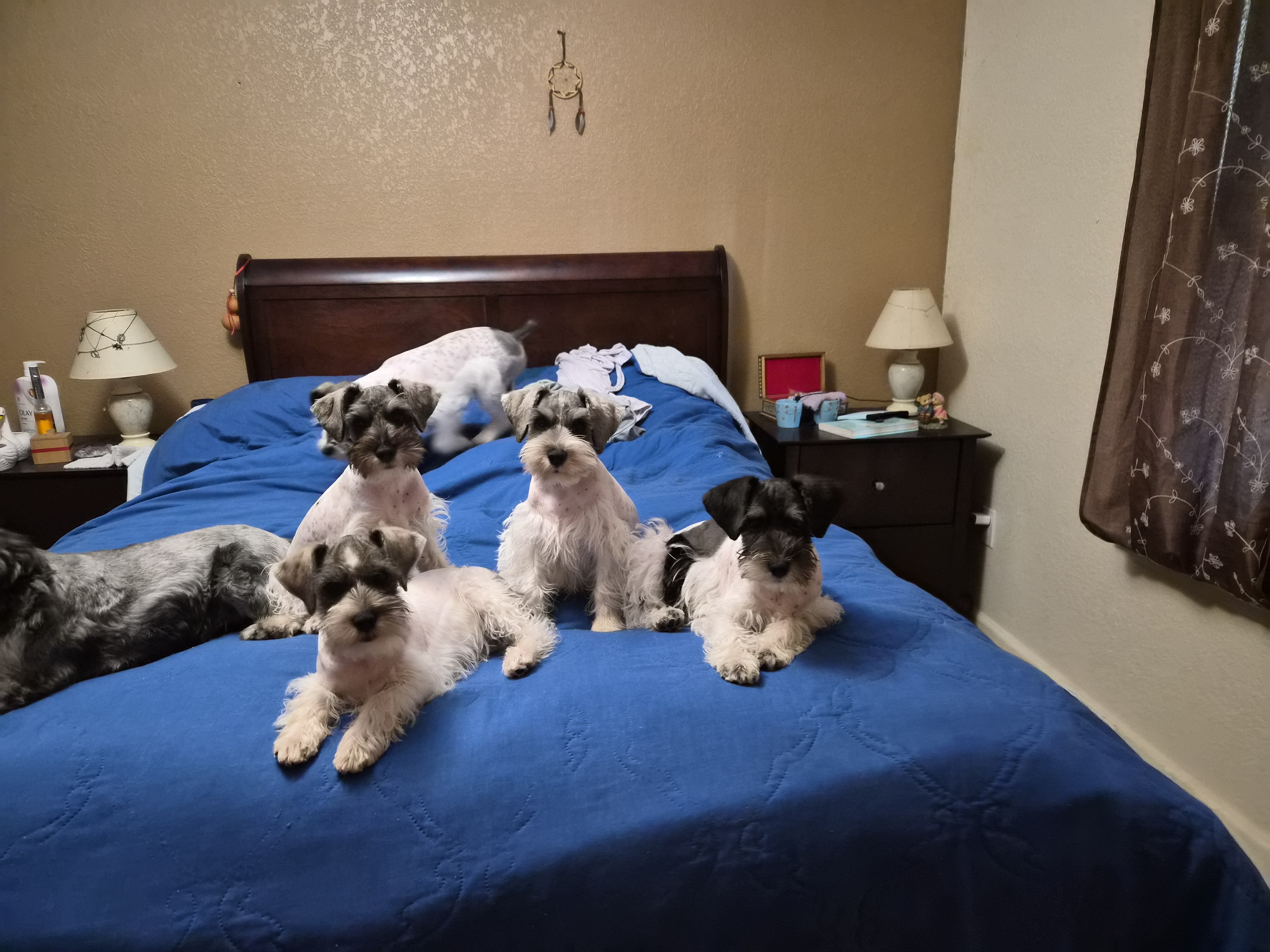 Adorable mini schnauzer image 2