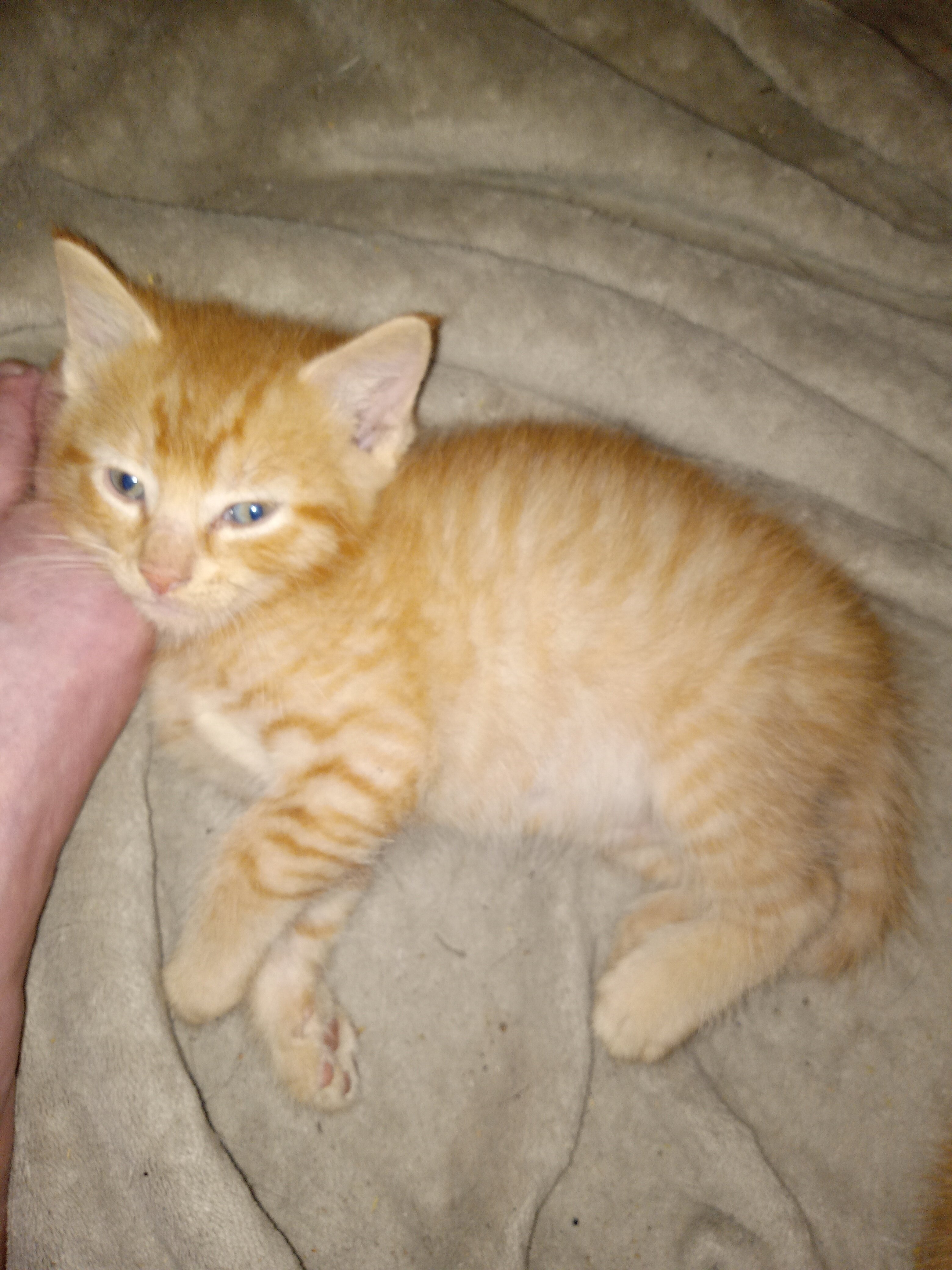 Kittens image 4