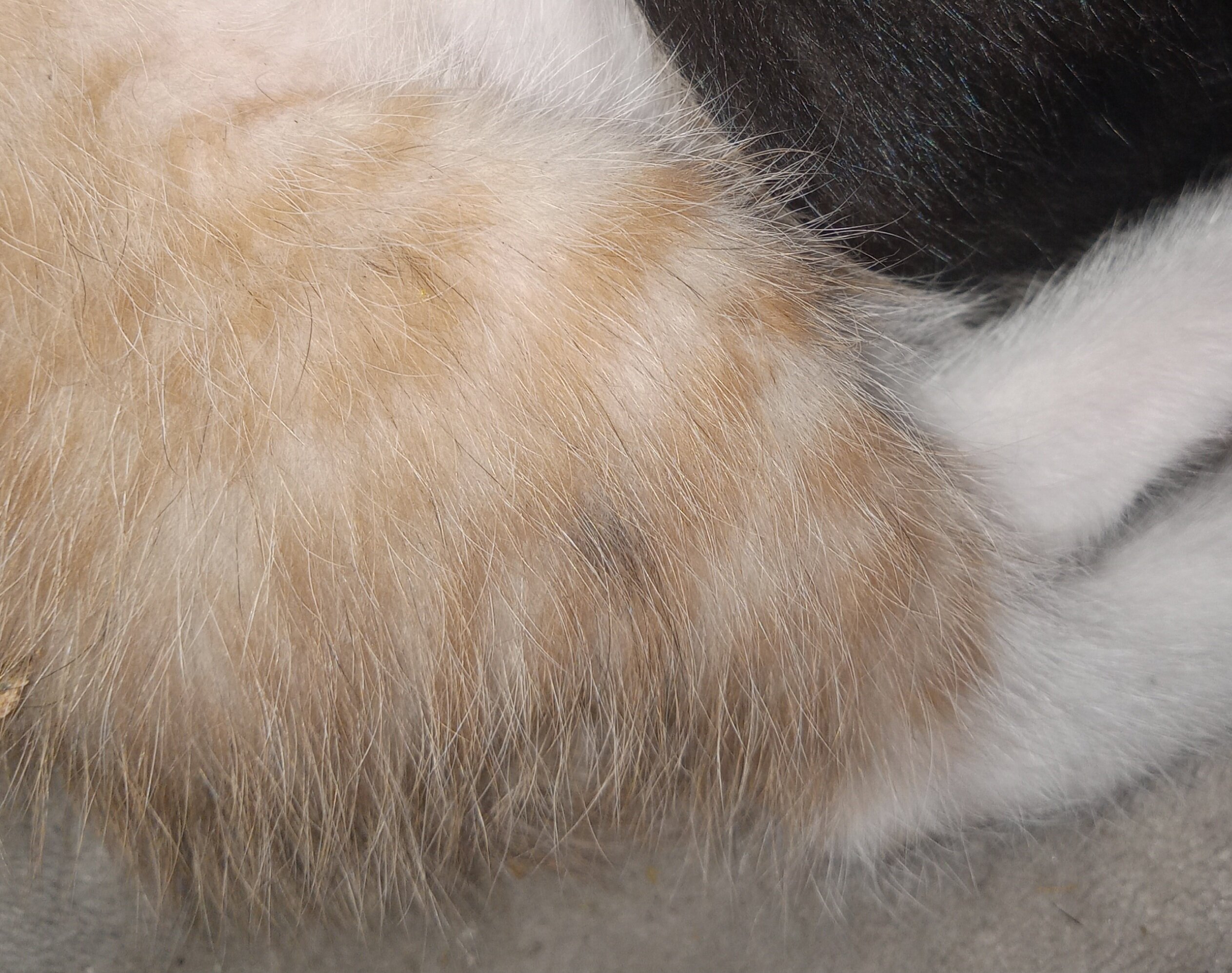 Kittens image 1