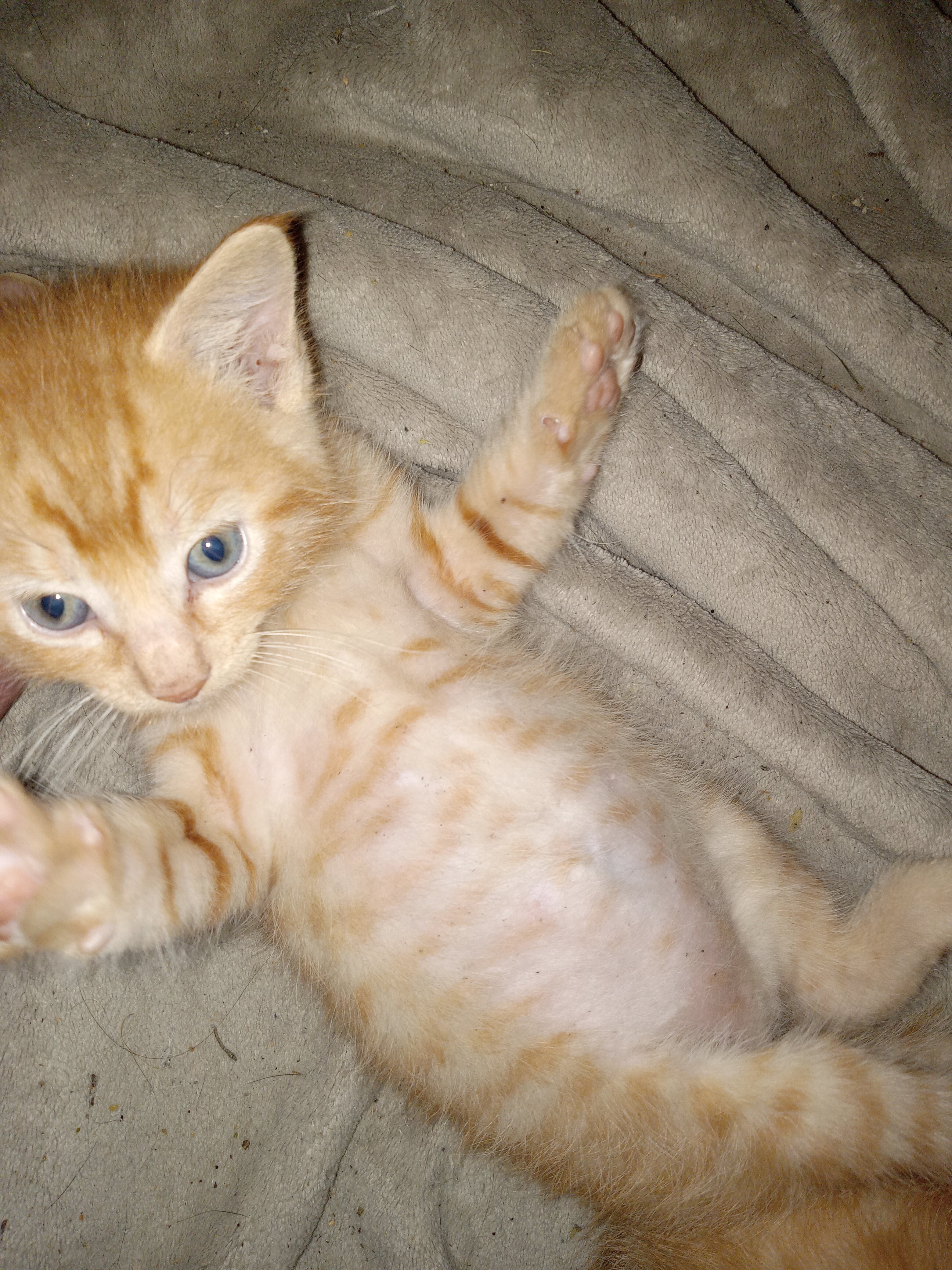 Kittens image 3