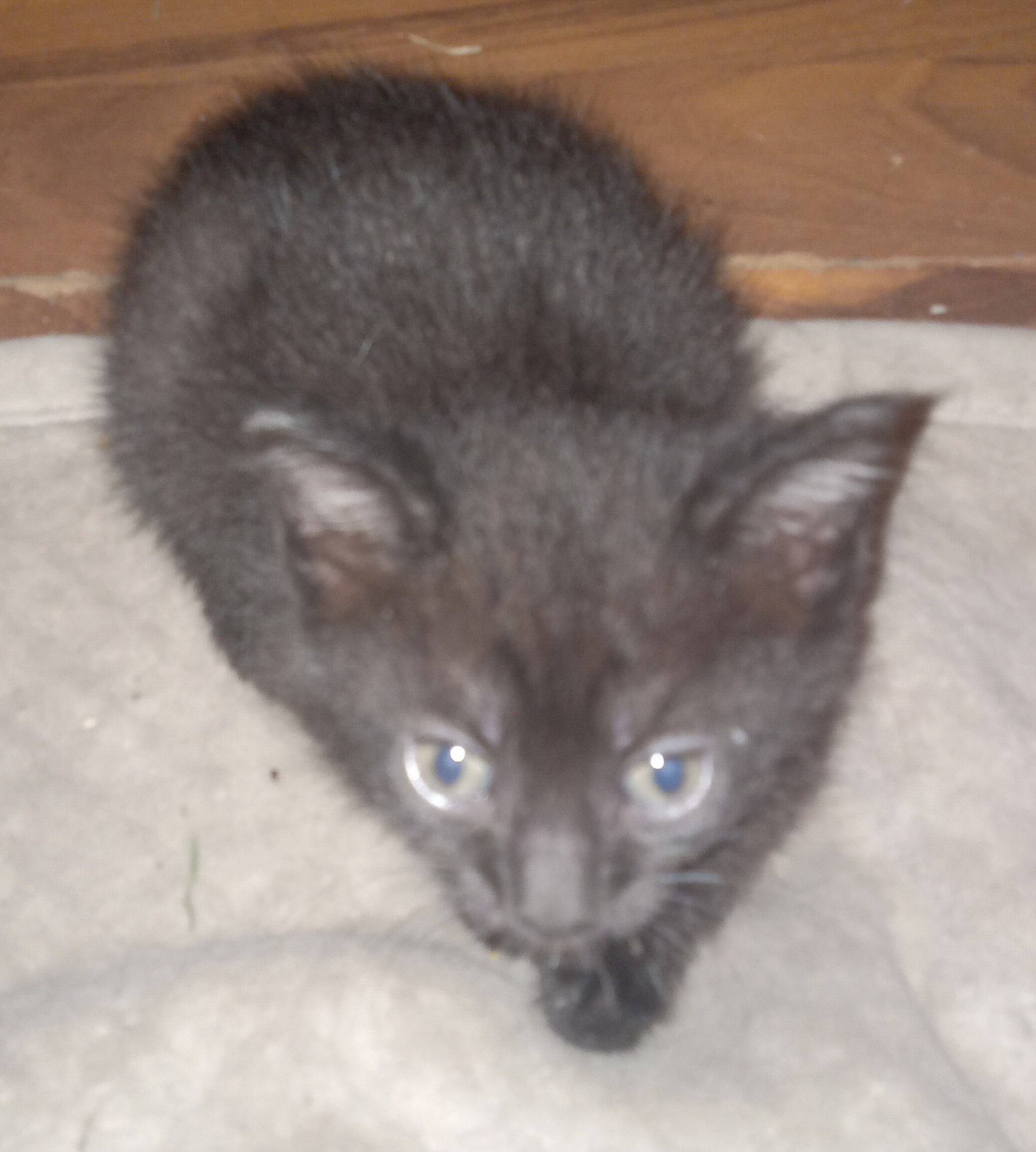 Kittens image 2