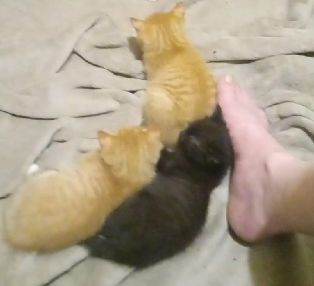 Kittens image 5