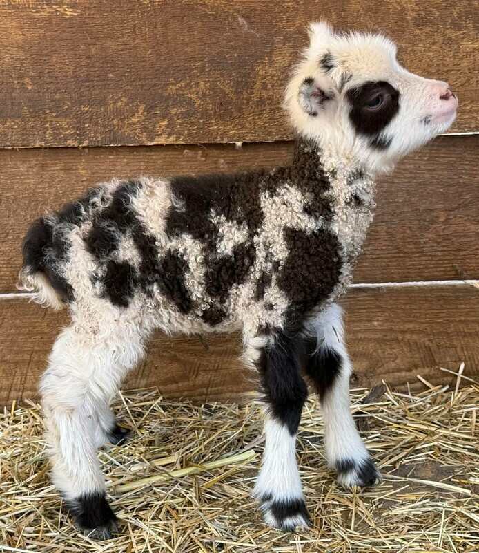 Miniature Sheep for Sale image 2