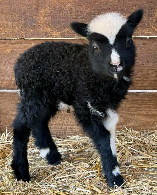 Miniature Sheep for Sale image 3