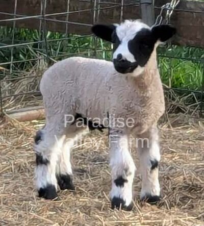 Miniature Sheep for Sale image 4