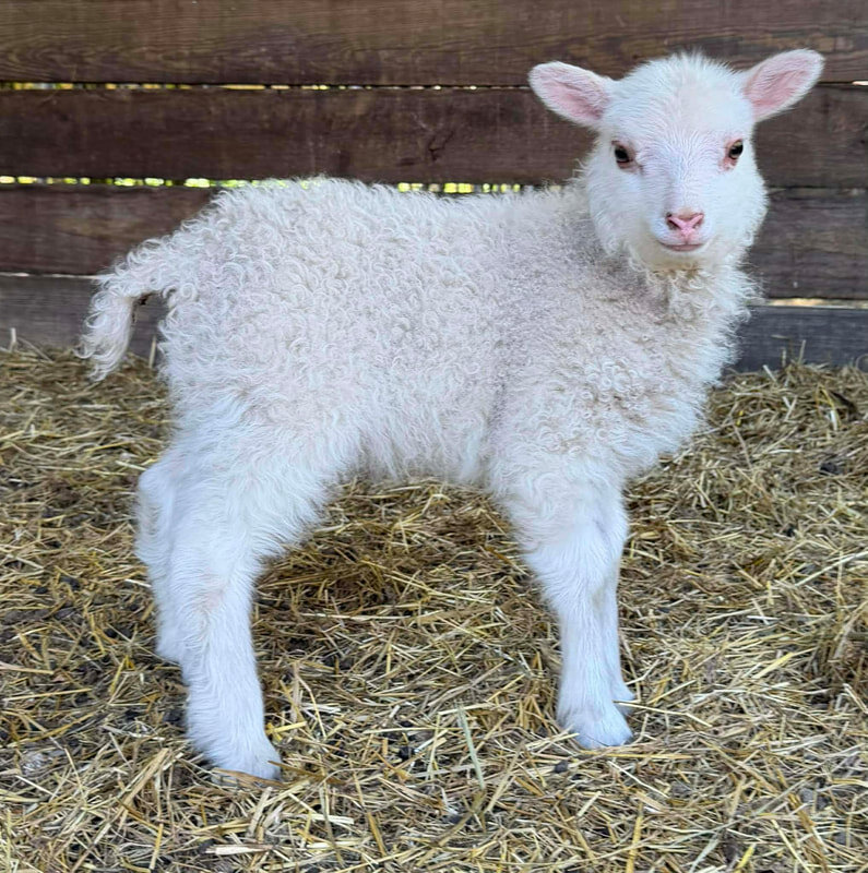 Miniature Sheep for Sale image 1