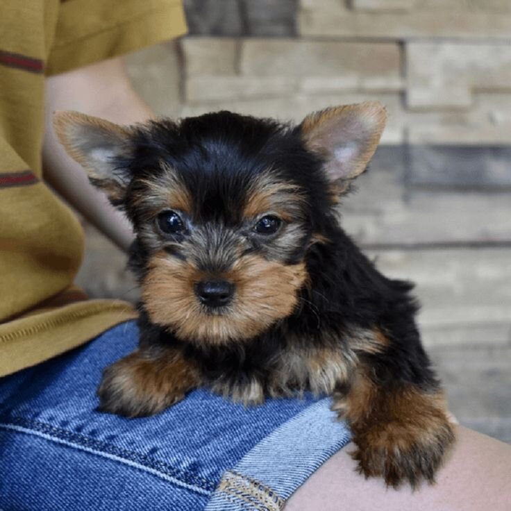 Yorkie, Yorkshire Terrier For Adoption image 1