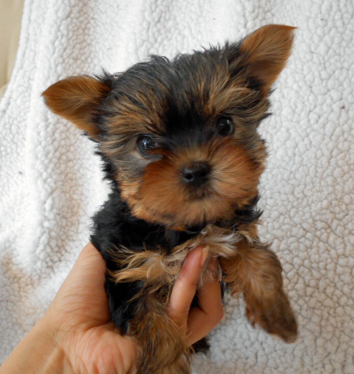 Yorkie, Yorkshire Terrier For Adoption image 2