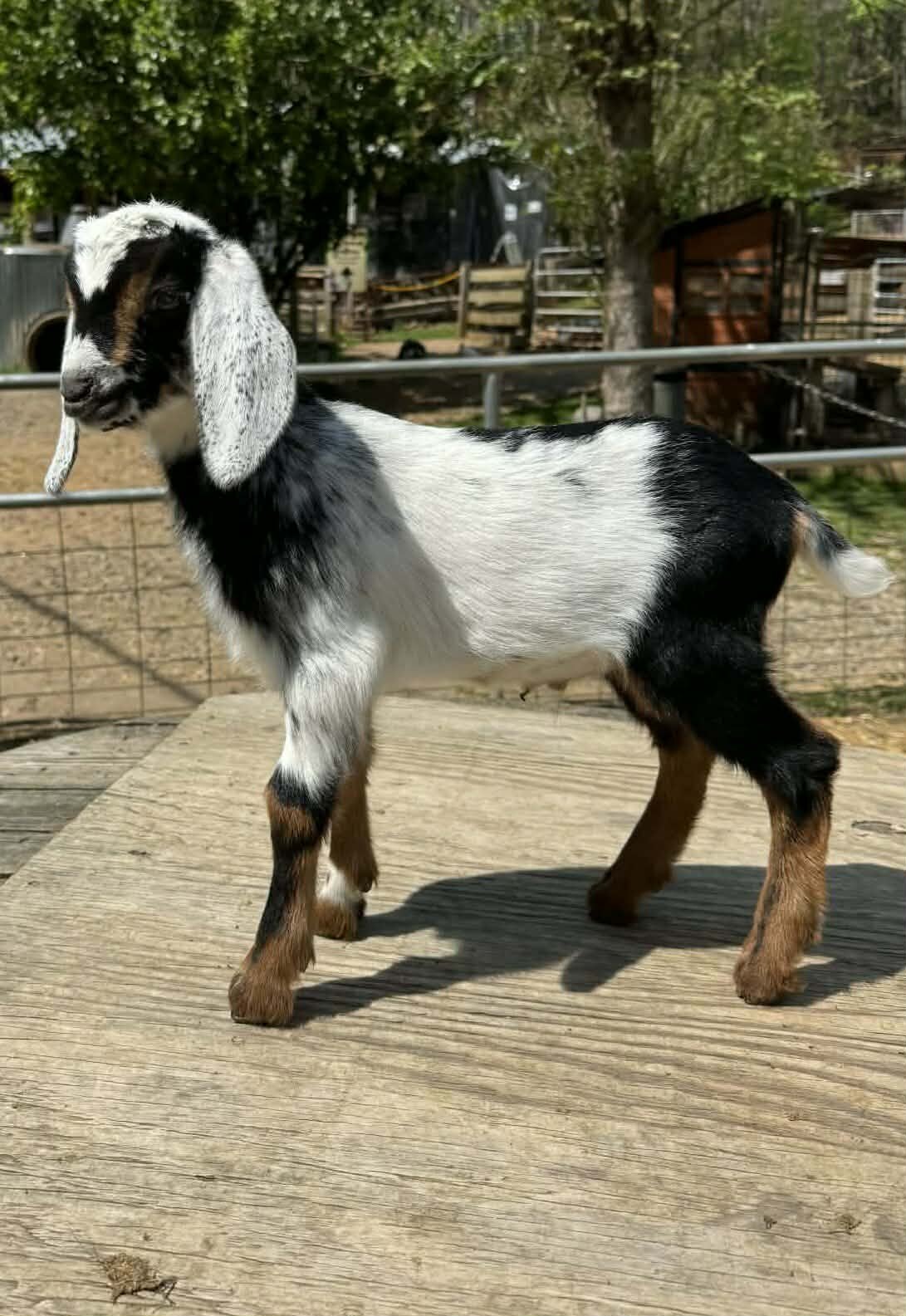 Miniature Goats for Sale image 4