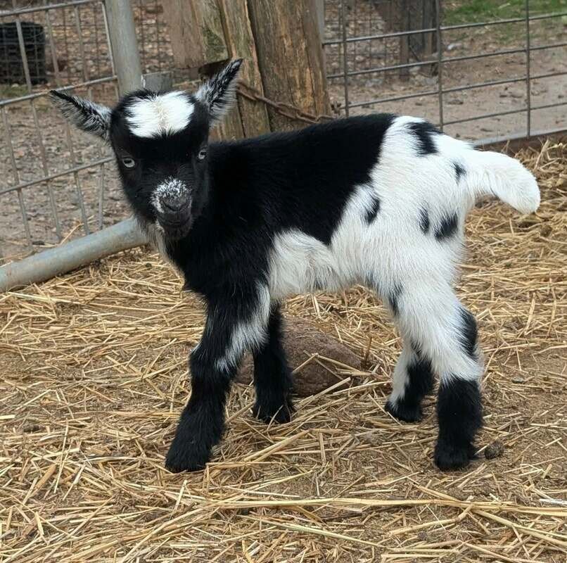 Miniature Goats for Sale image 3