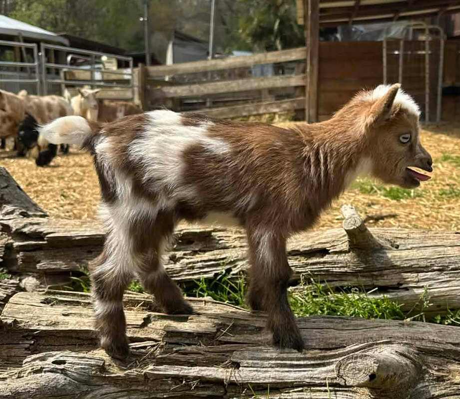 Miniature Goats for Sale image 2