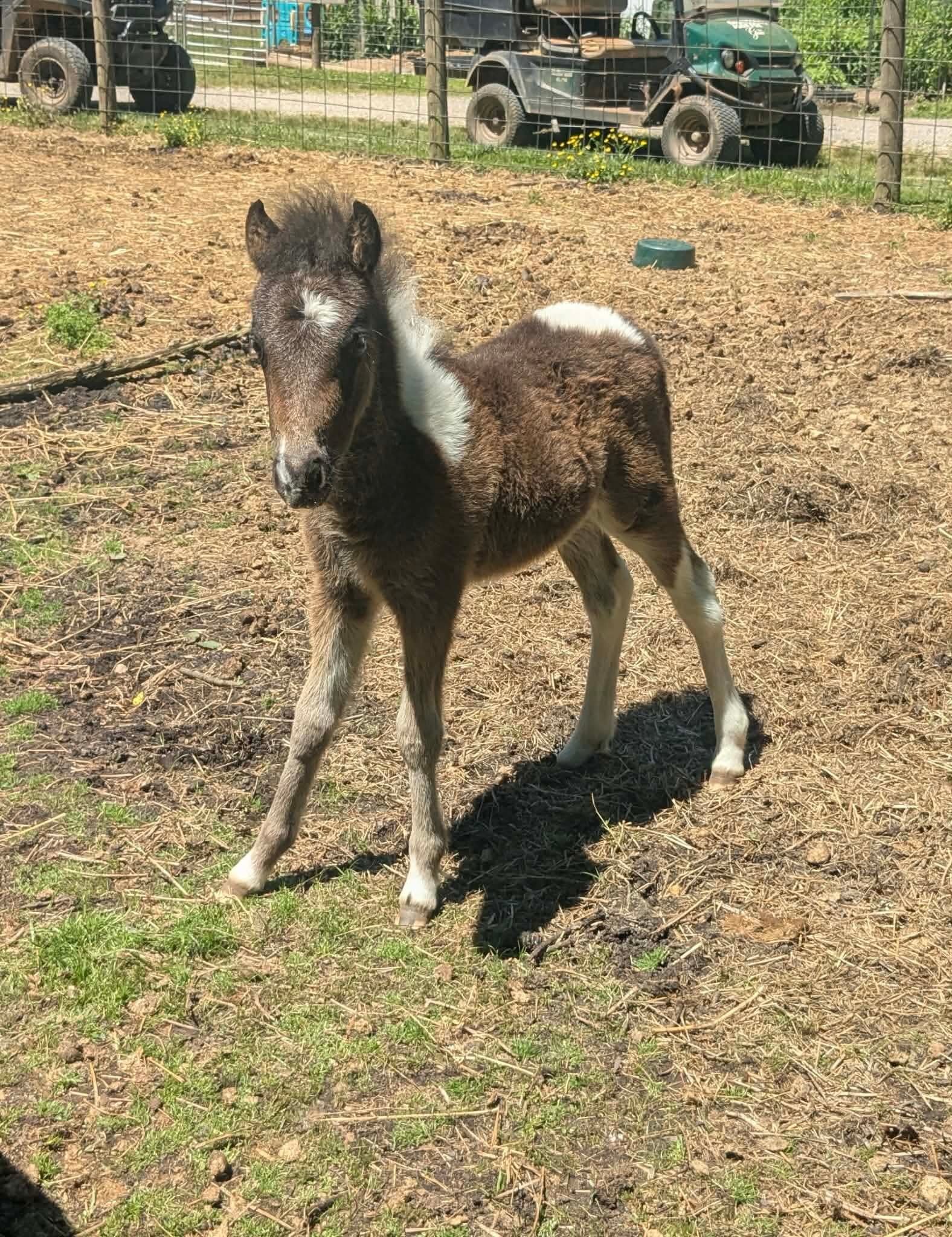 Baby Paint Colt Pony image 3