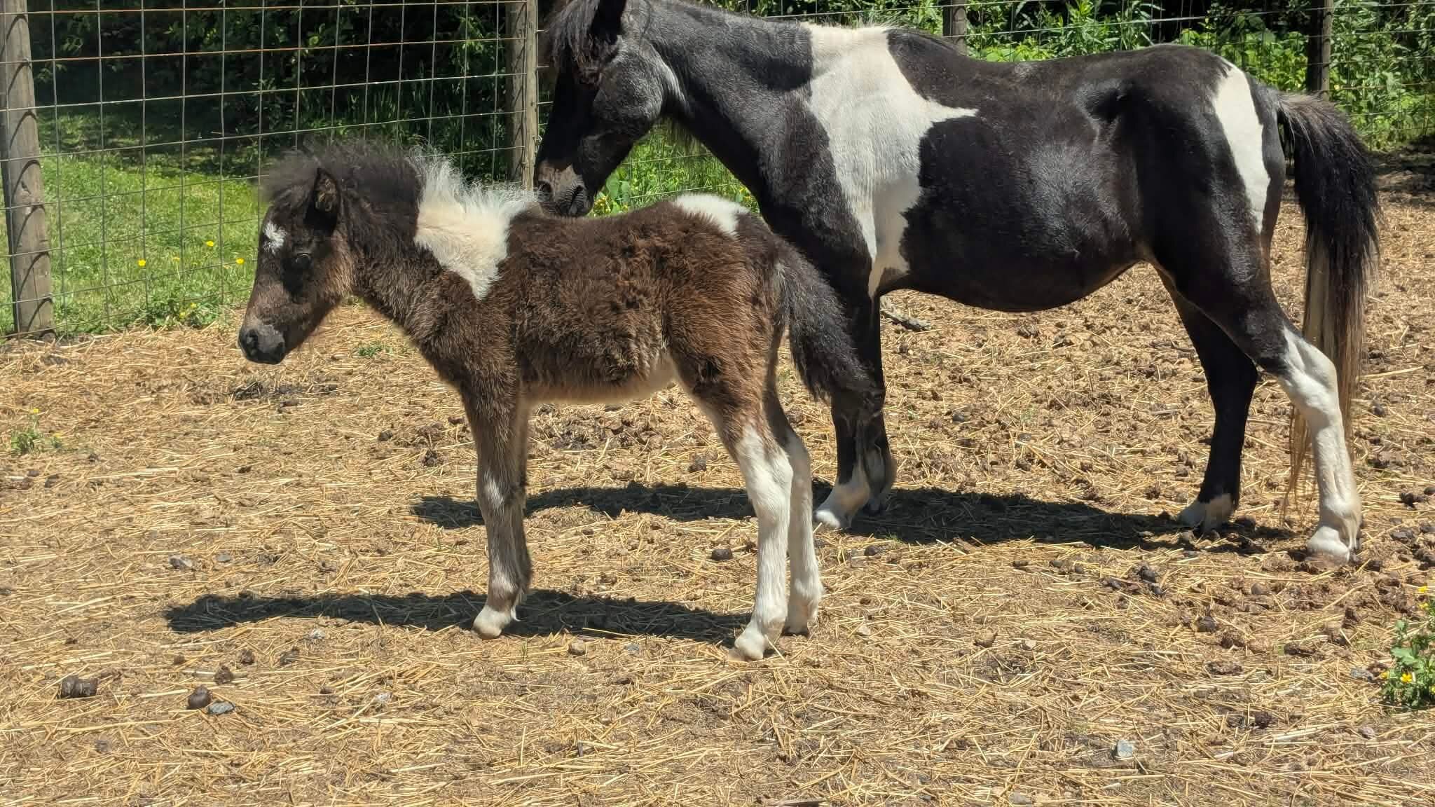 Baby Paint Colt Pony image 2