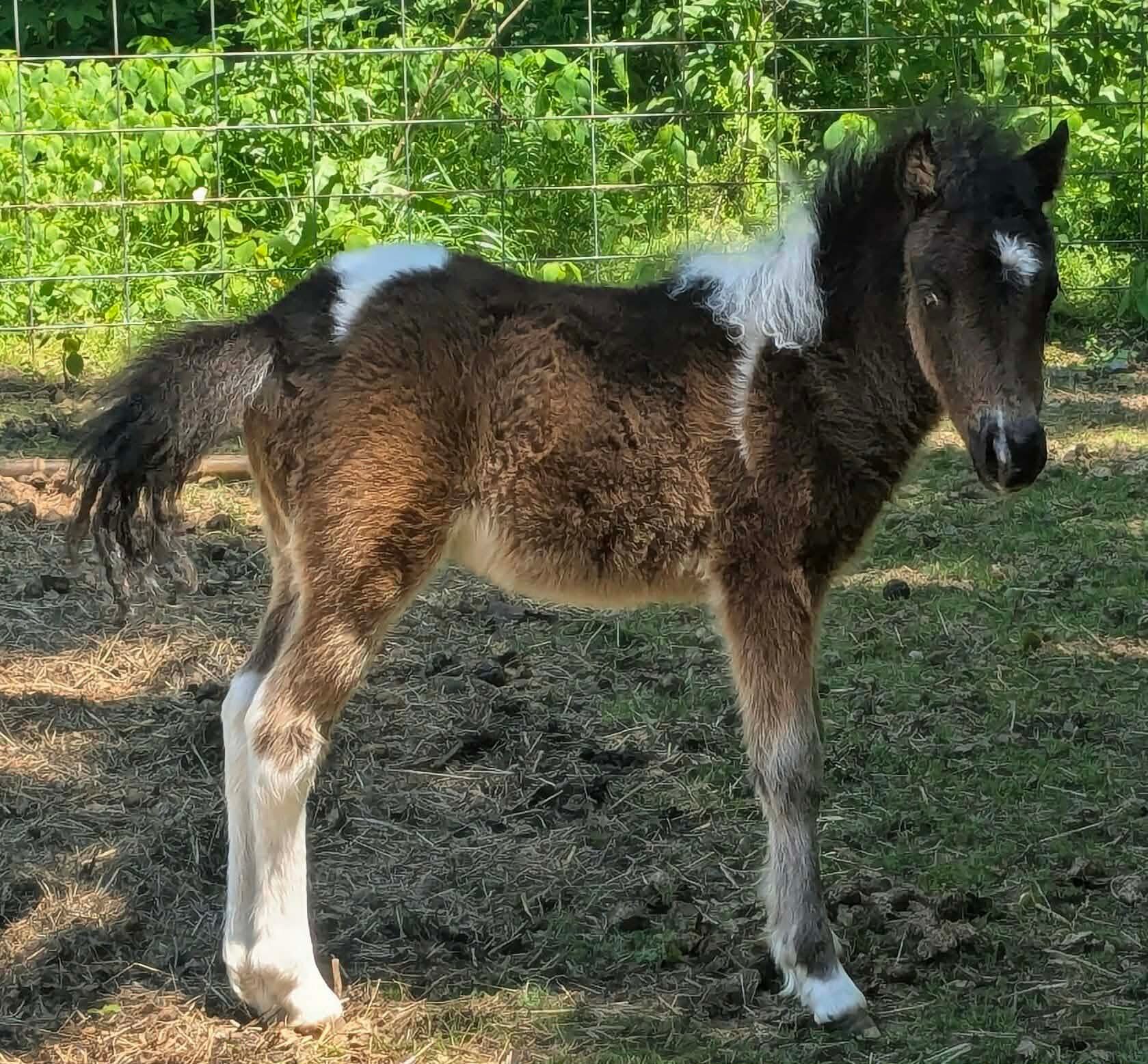 Baby Paint Colt Pony image 1