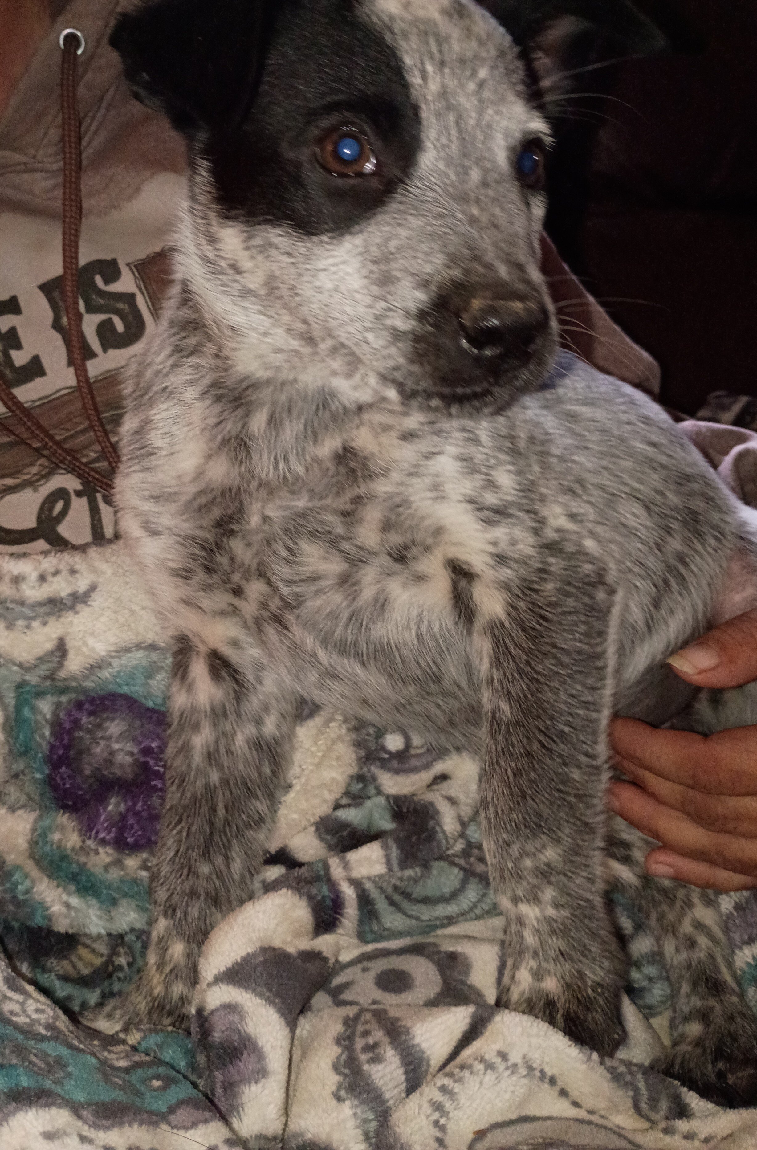 Pups image 2