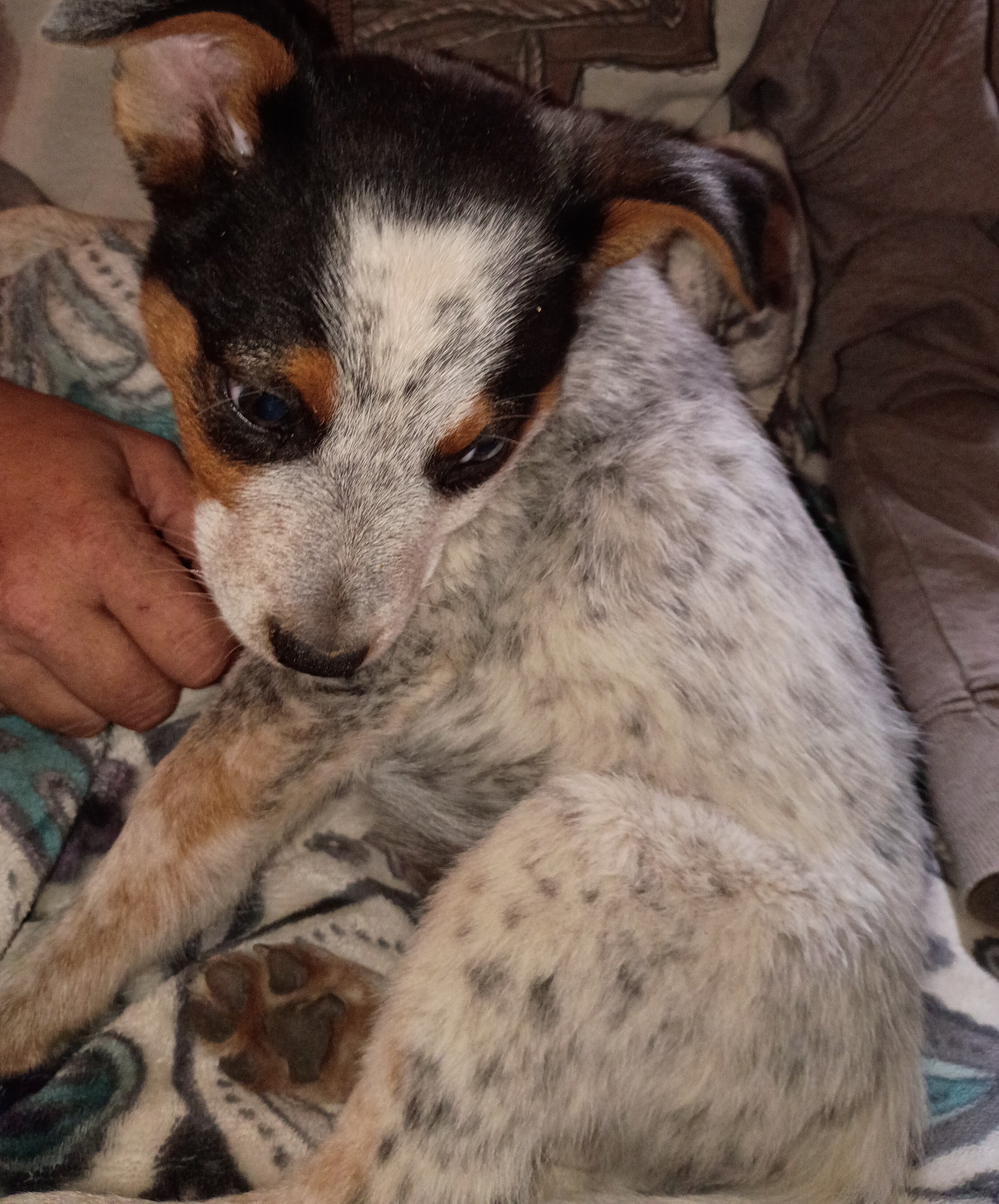 Pups image 1