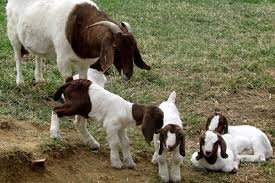 Healthy Male & Female Kid Boer Goats image 1