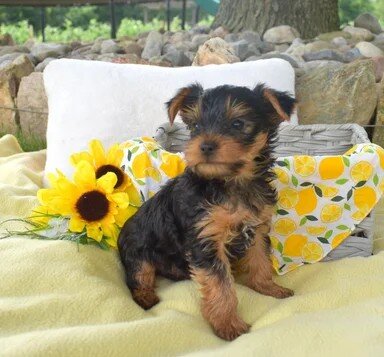 Cody yorkie puppy image 1