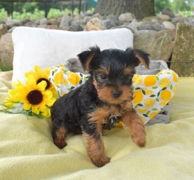 Cody yorkie puppy image 2