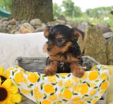 Cody yorkie puppy image 3