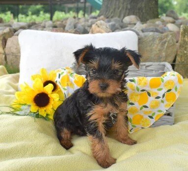 Cody yorkie puppy image 4