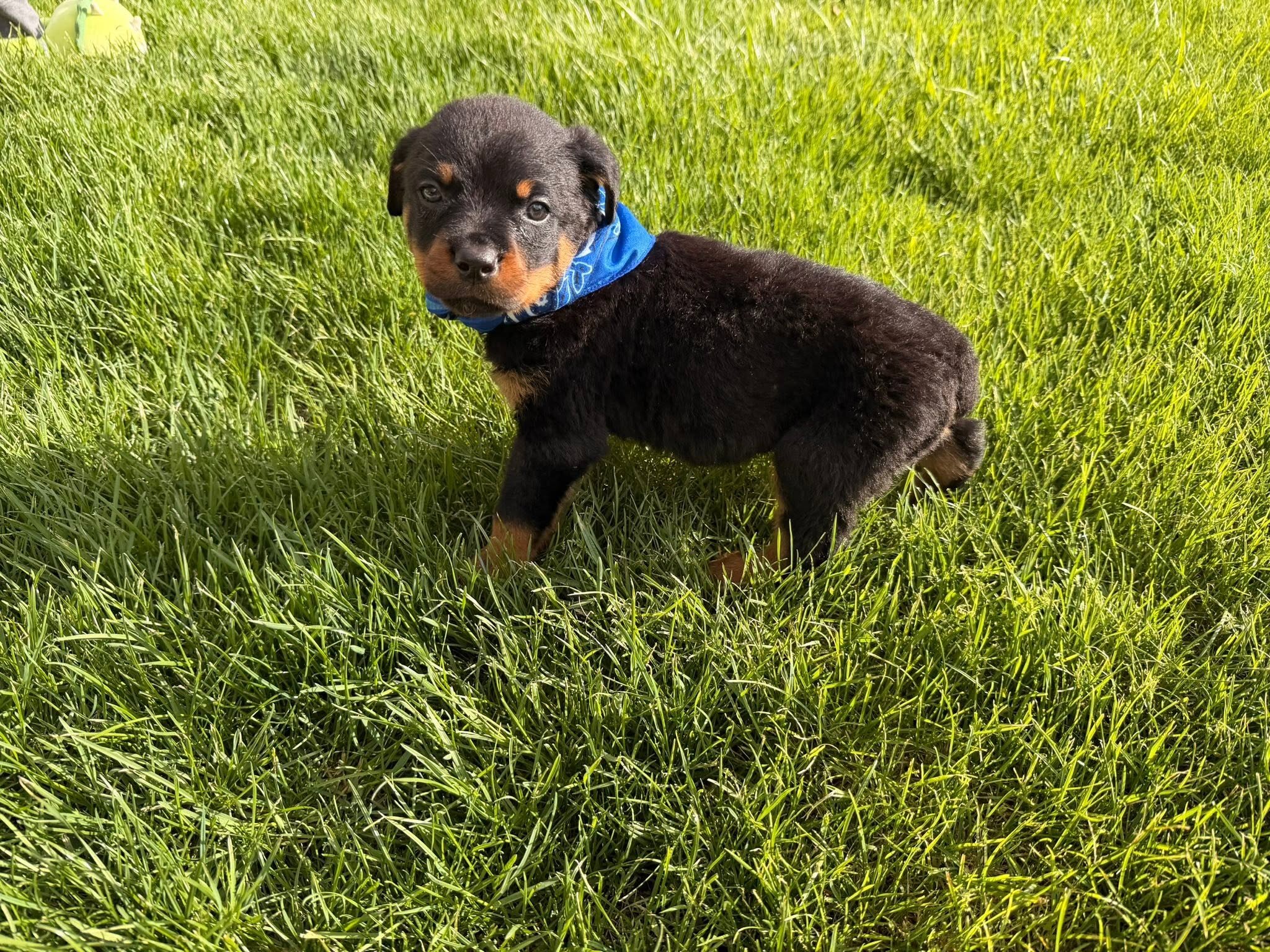 Rottweiler Puppies Looking for Their Forever Home image 5