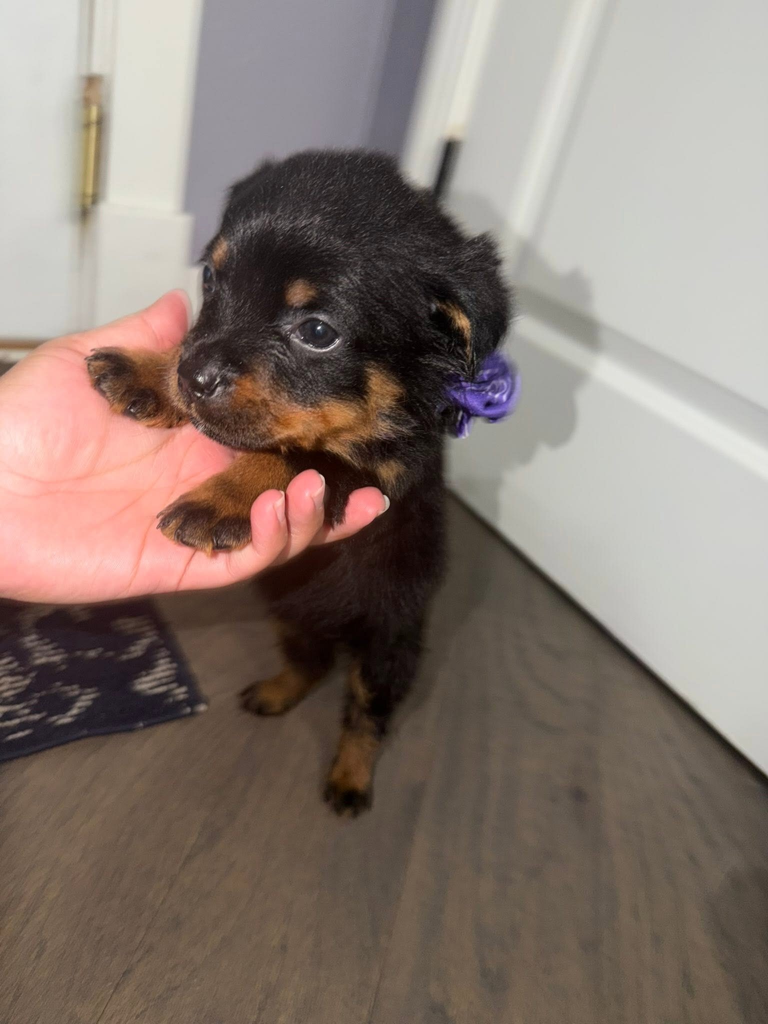 Rottweiler Puppies Looking for Their Forever Home image 1