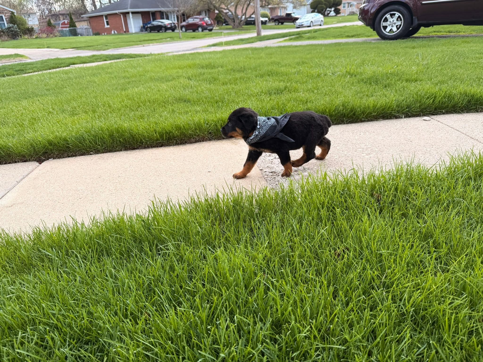 Rottweiler Puppies Looking for Their Forever Home image 3