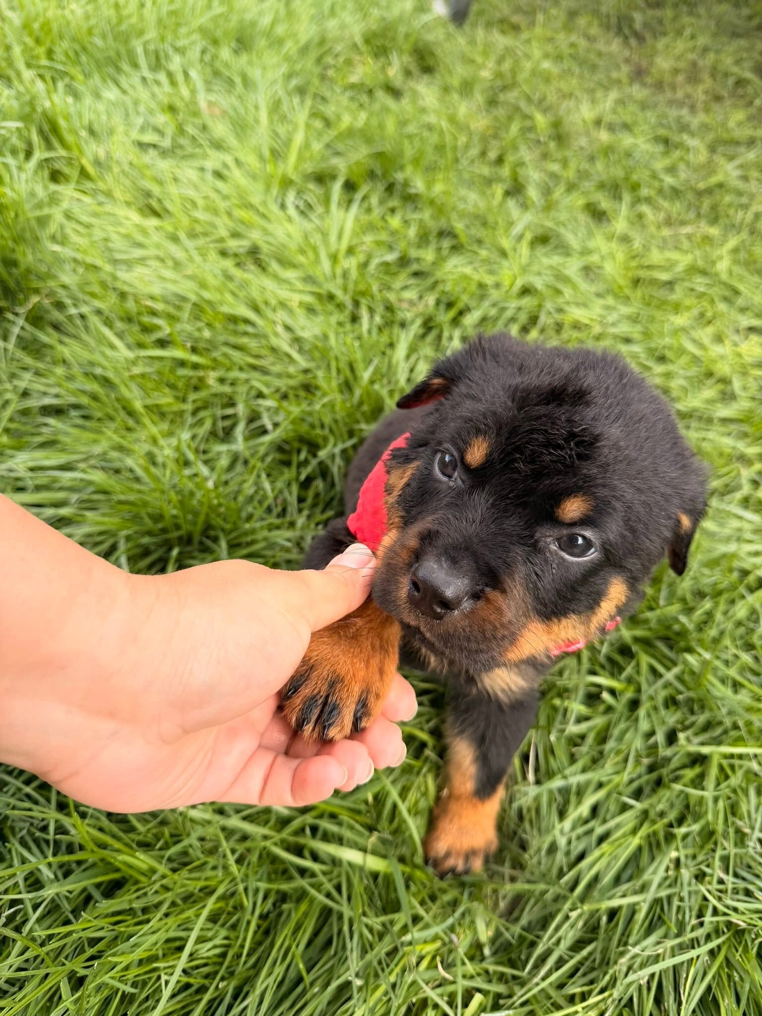 Rottweiler Puppies Looking for Their Forever Home image 6