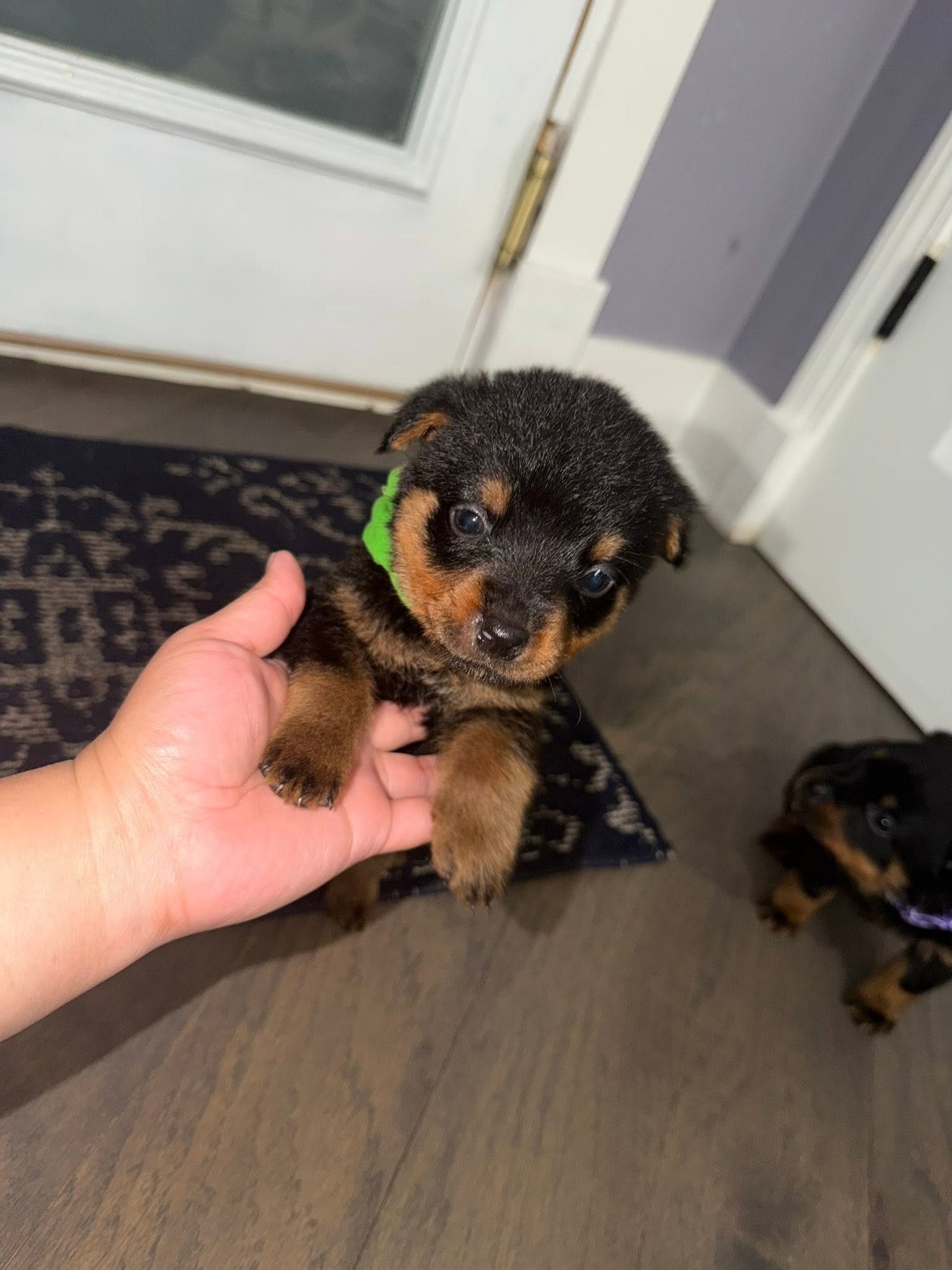 Rottweiler Puppies Looking for Their Forever Home image 2