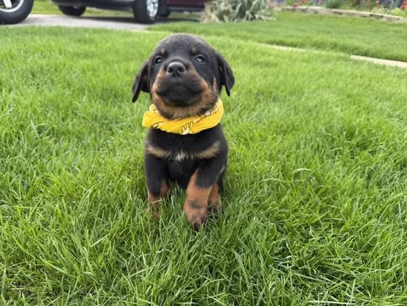 Rottweiler Puppies Looking for Their Forever Home image 4