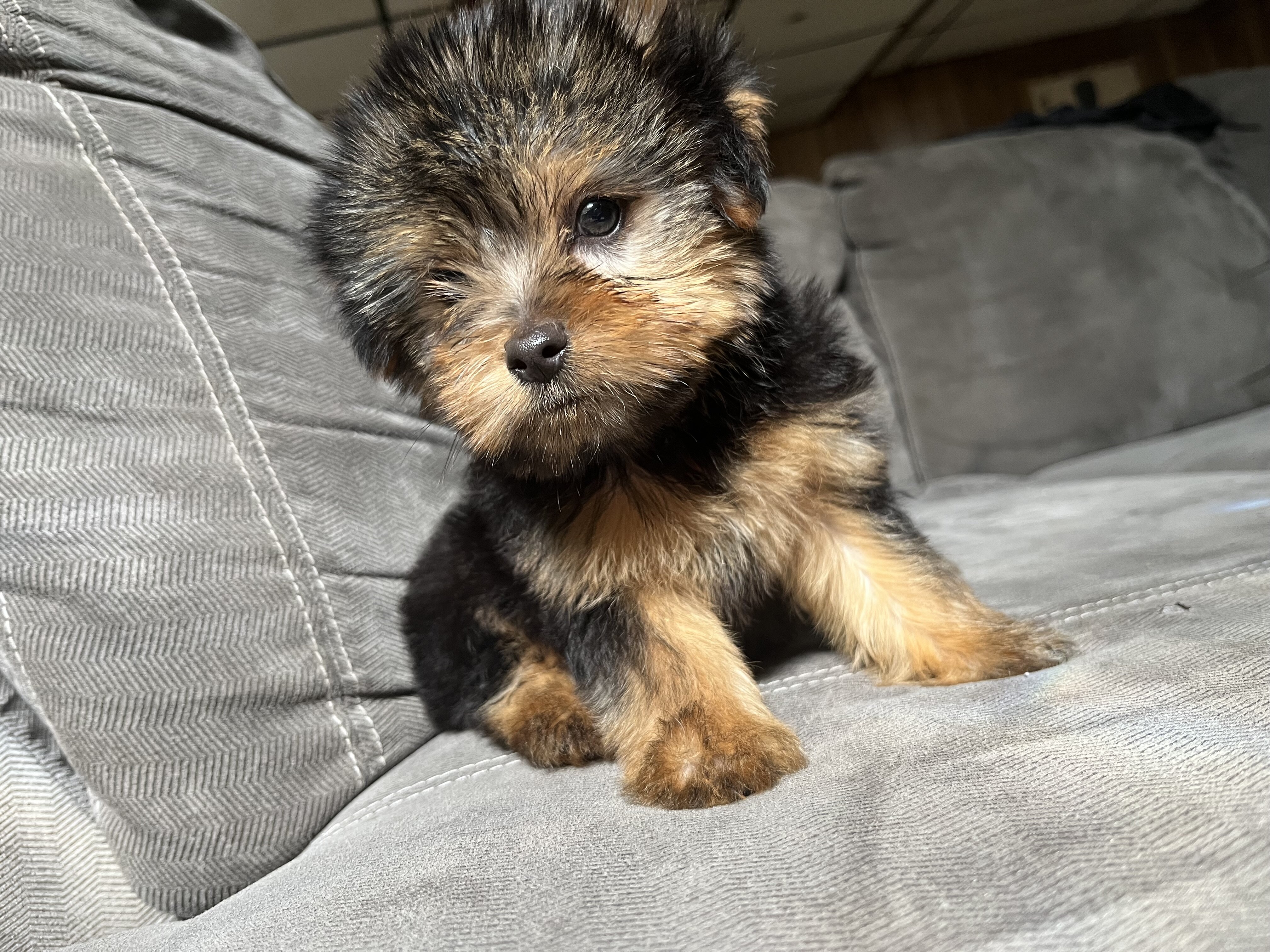 Teacup Yorkie image 2