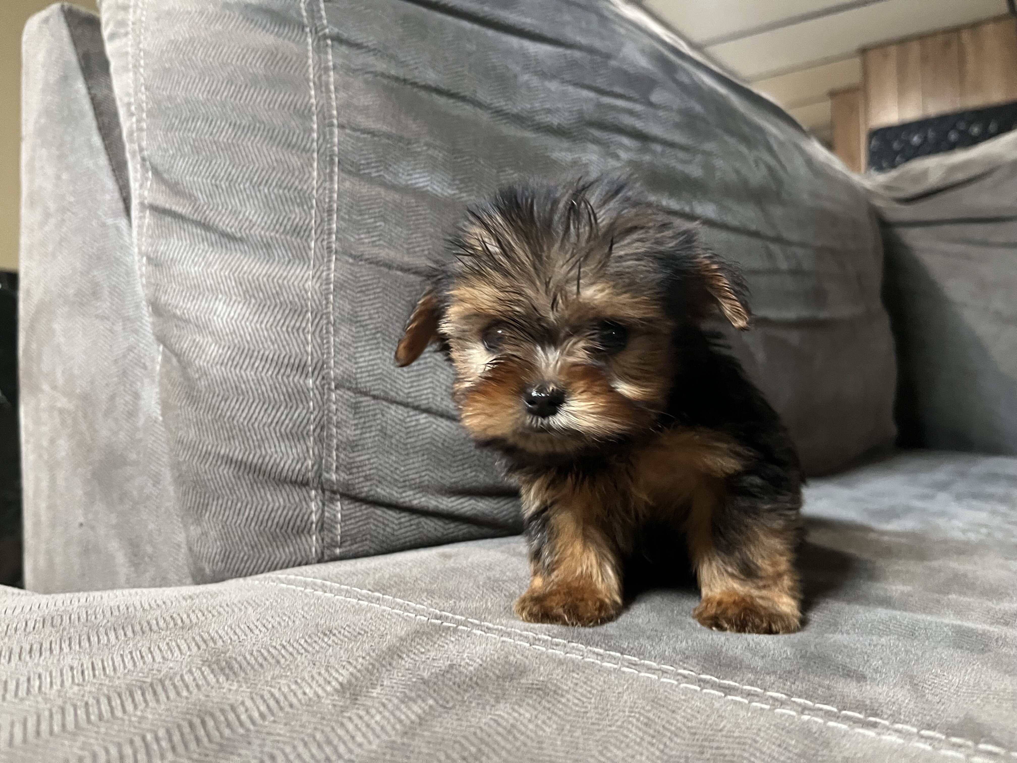 Teacup Yorkie image 1