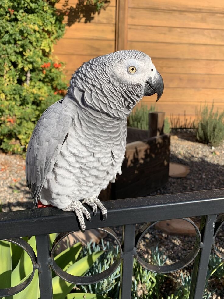 Hand tame Afr grey parrot come with cage image 1