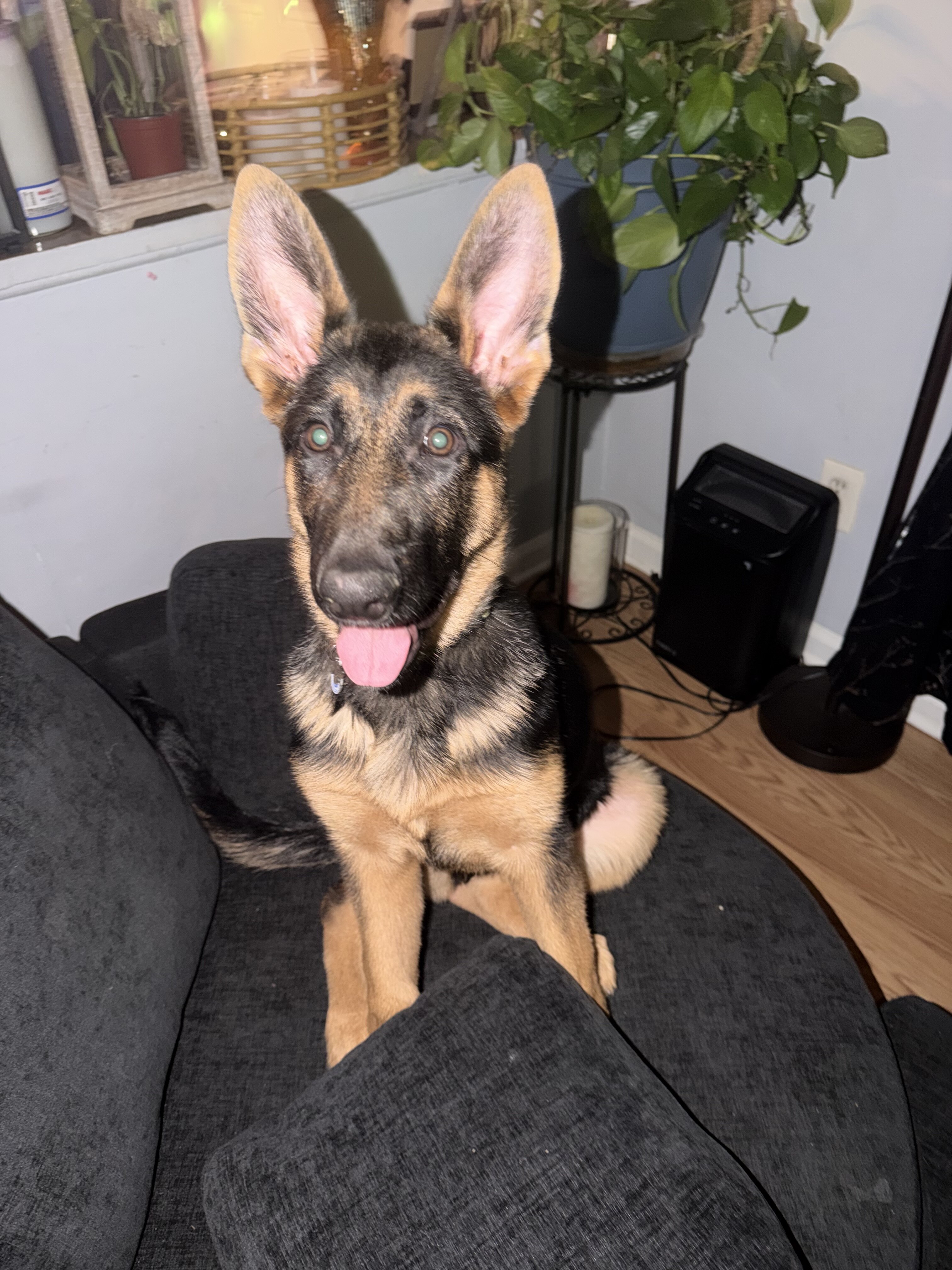 Female German Shepherd image 4