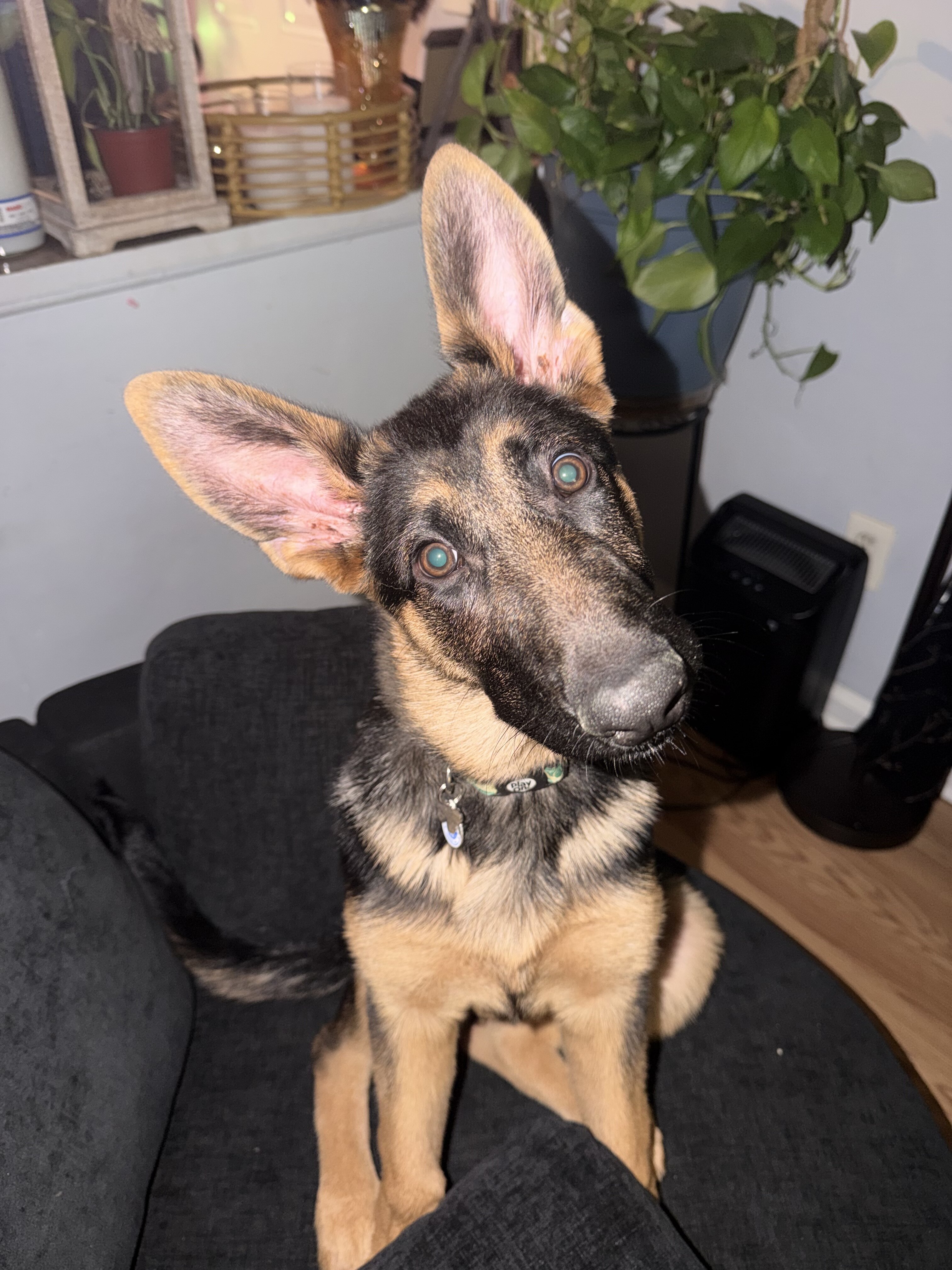 Female German Shepherd image 3
