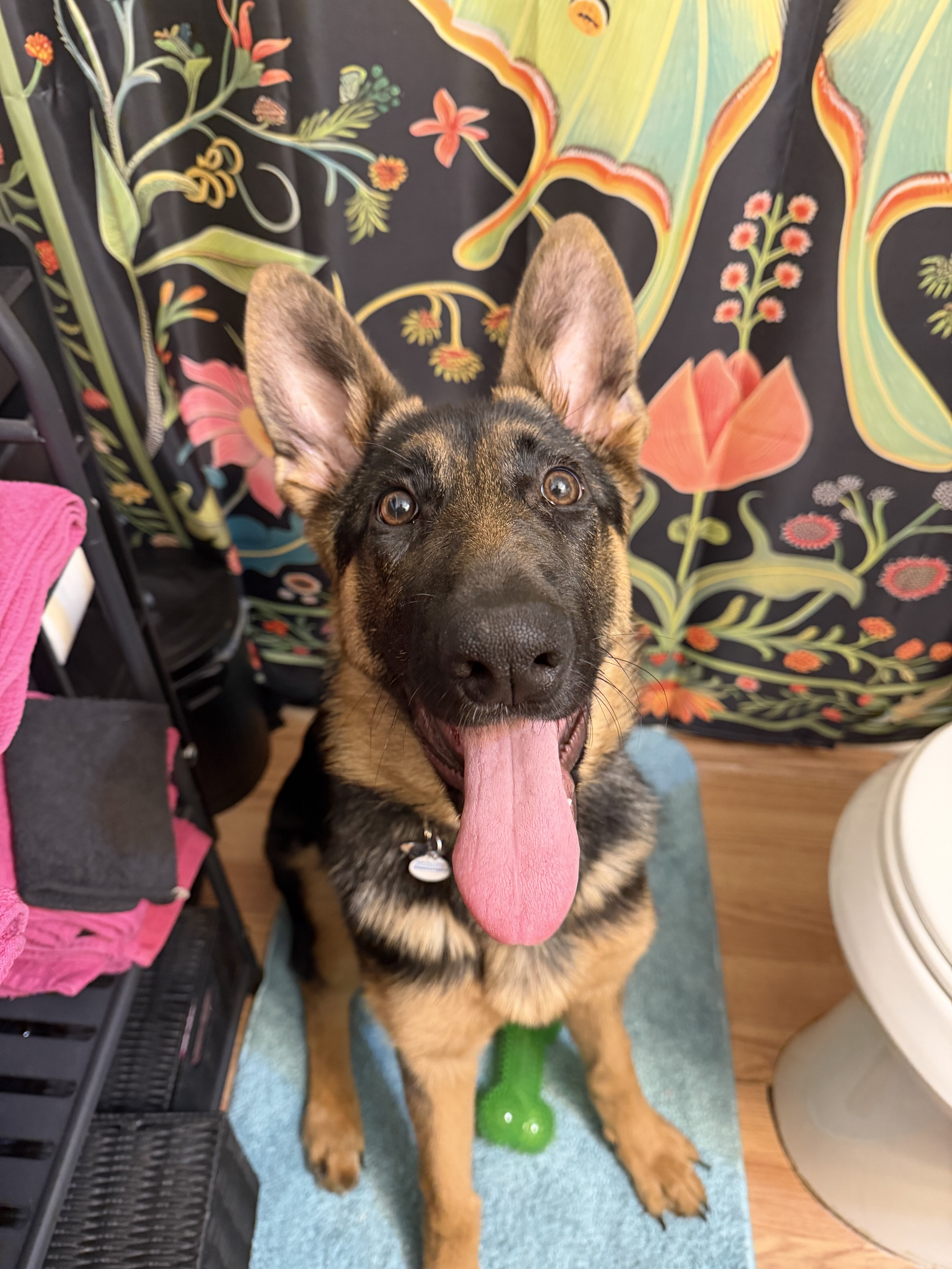 Female German Shepherd image 1