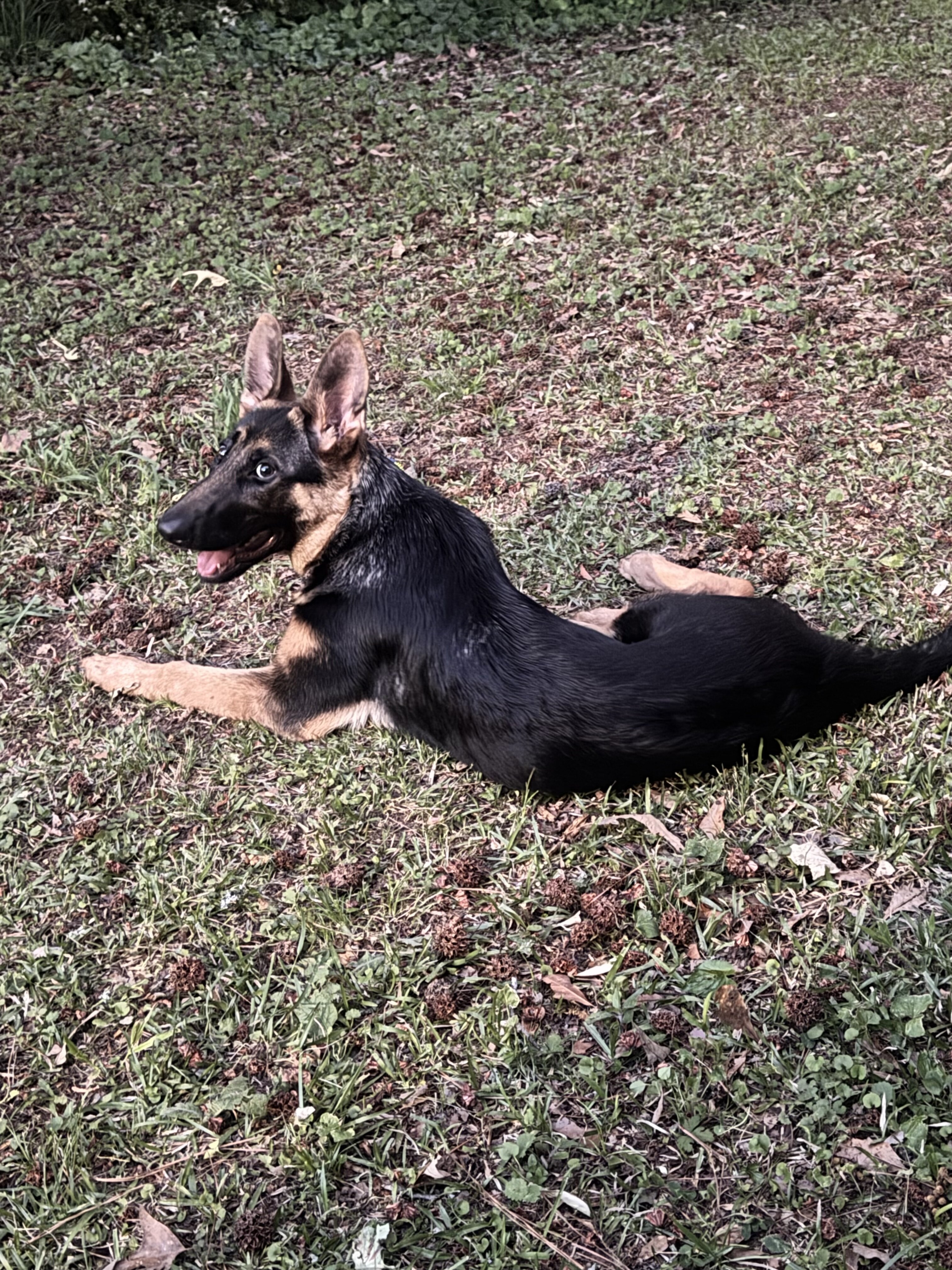 Female German Shepherd image 2