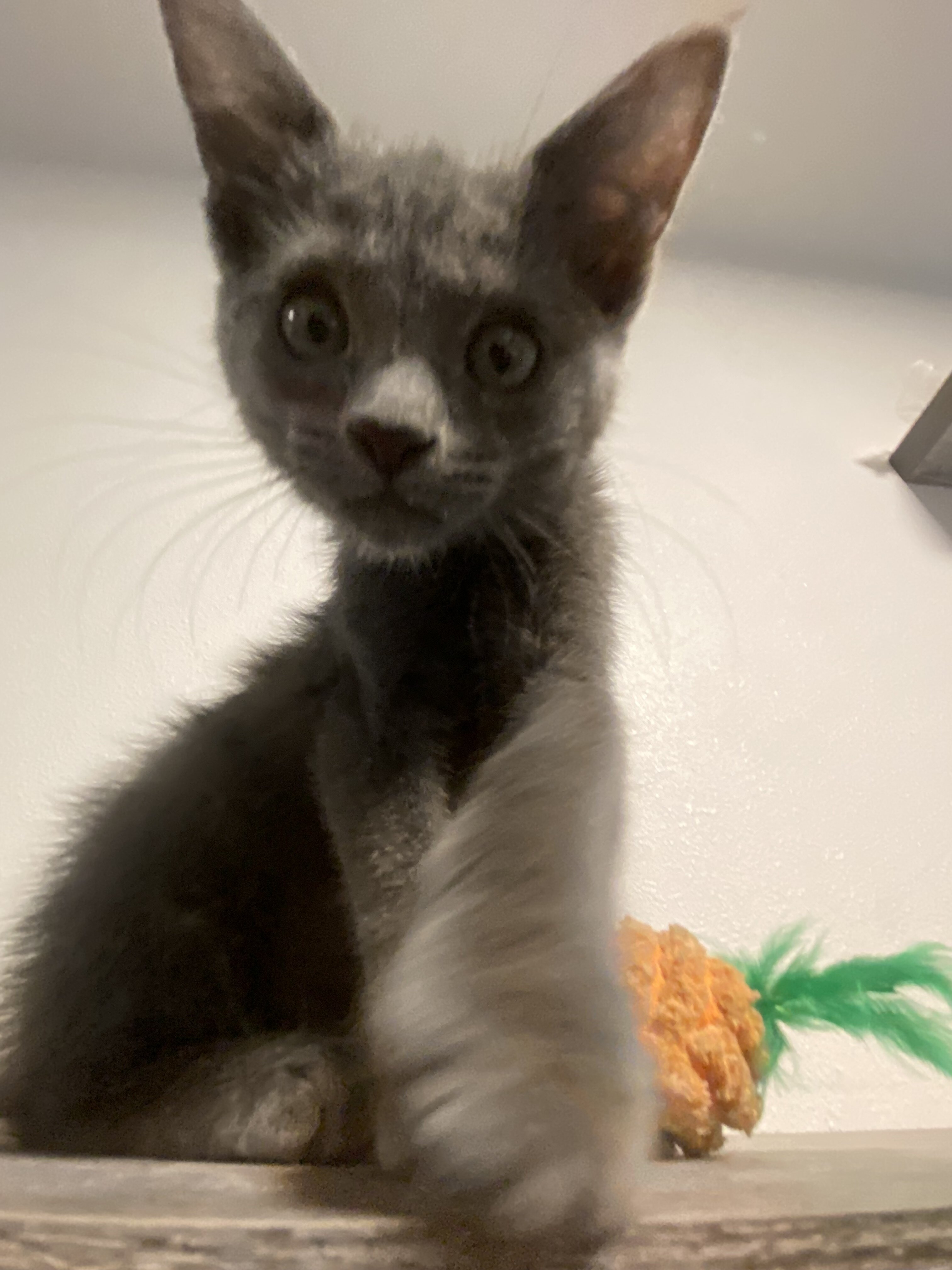 Grey Kitten image 8