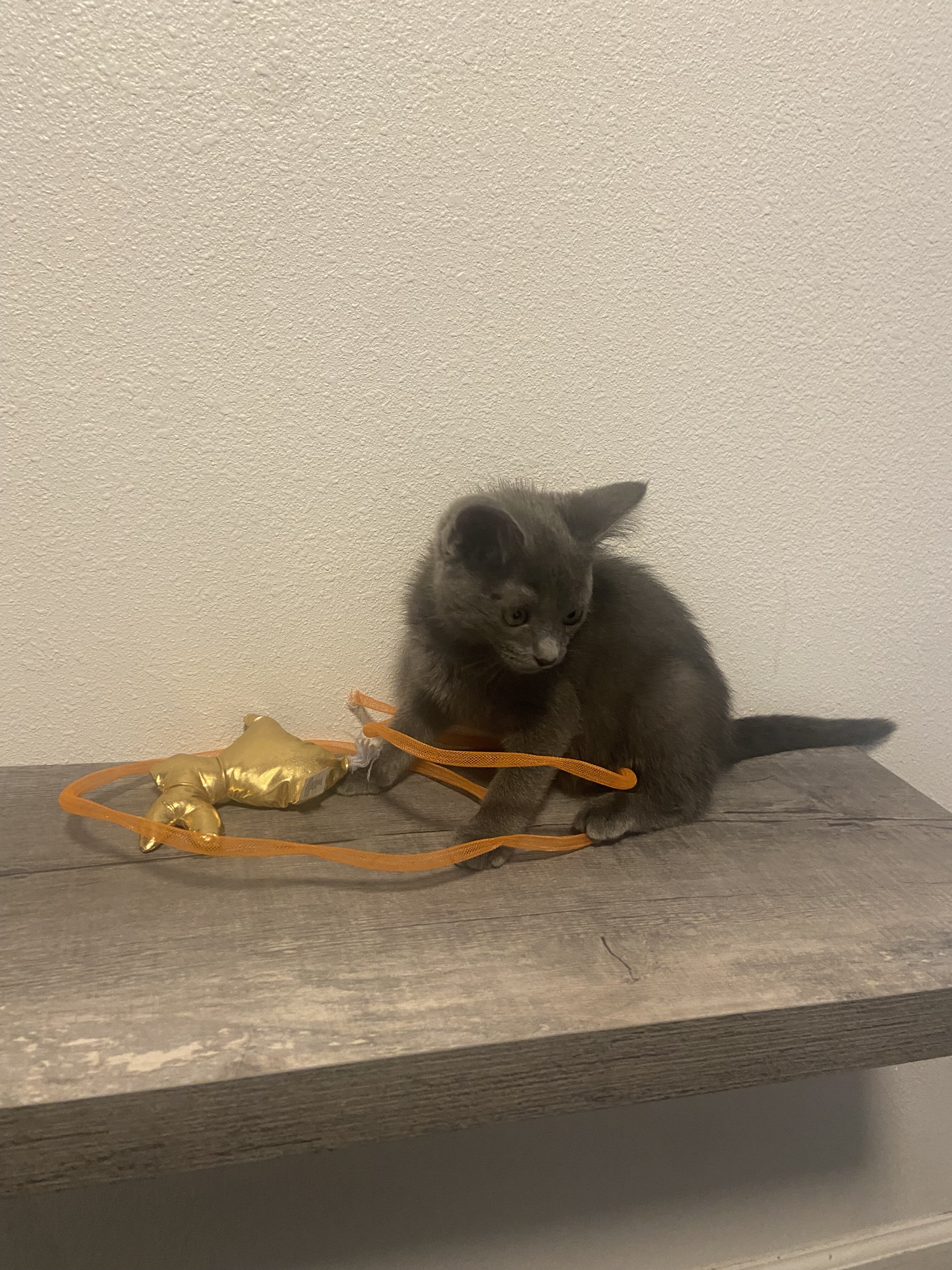 Grey Kitten image 7