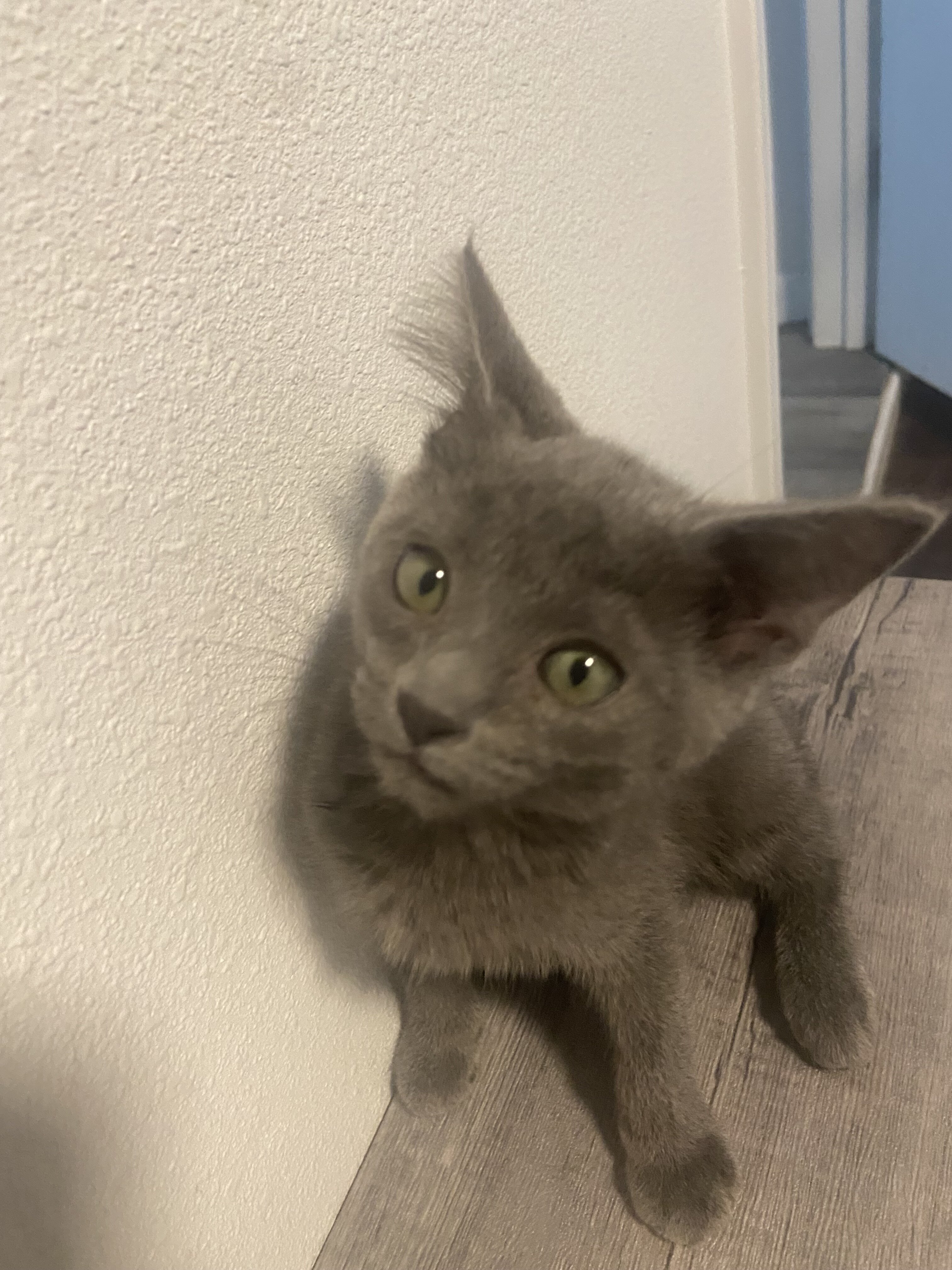 Grey Kitten image 4
