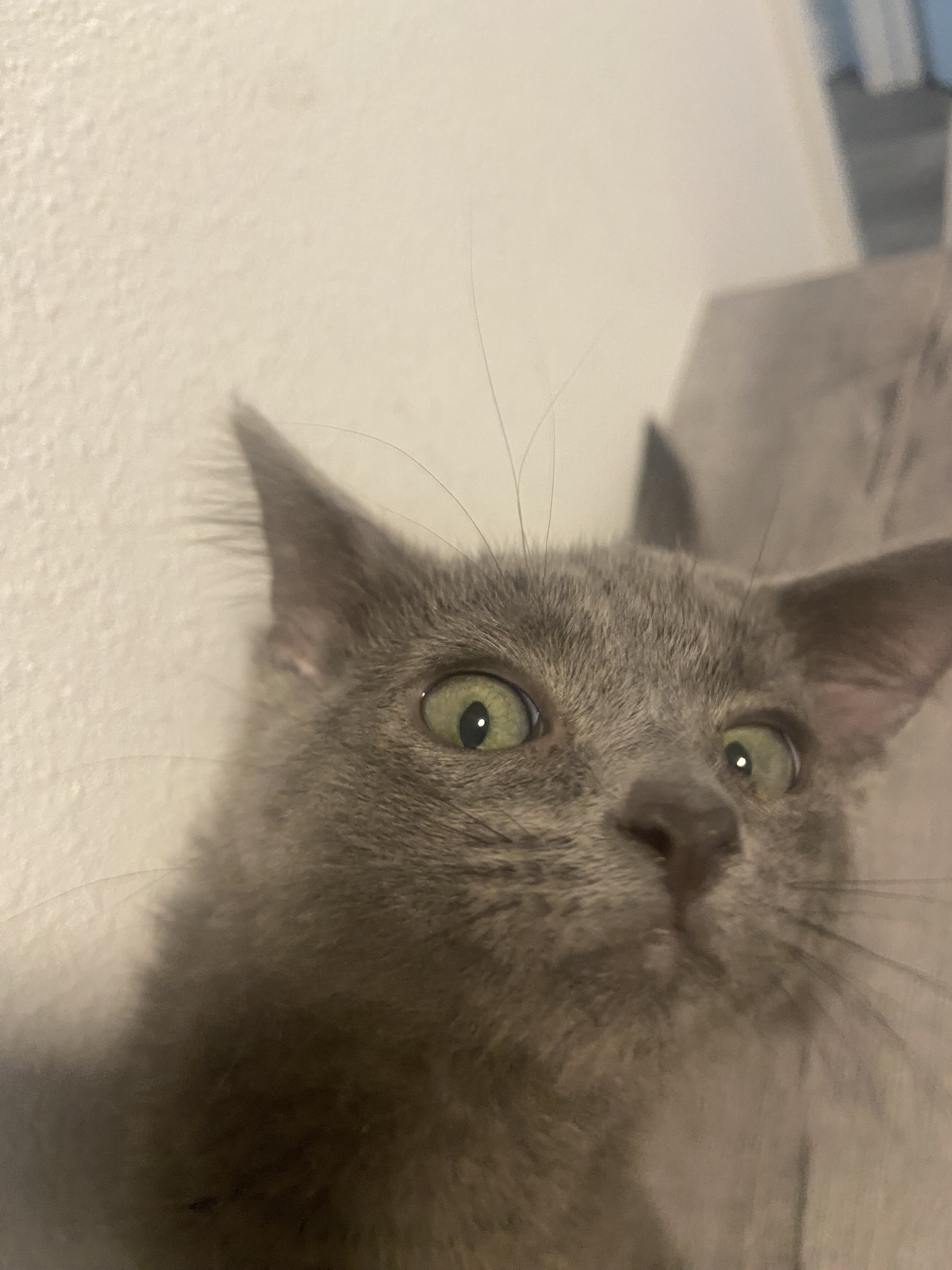 Grey Kitten image 6