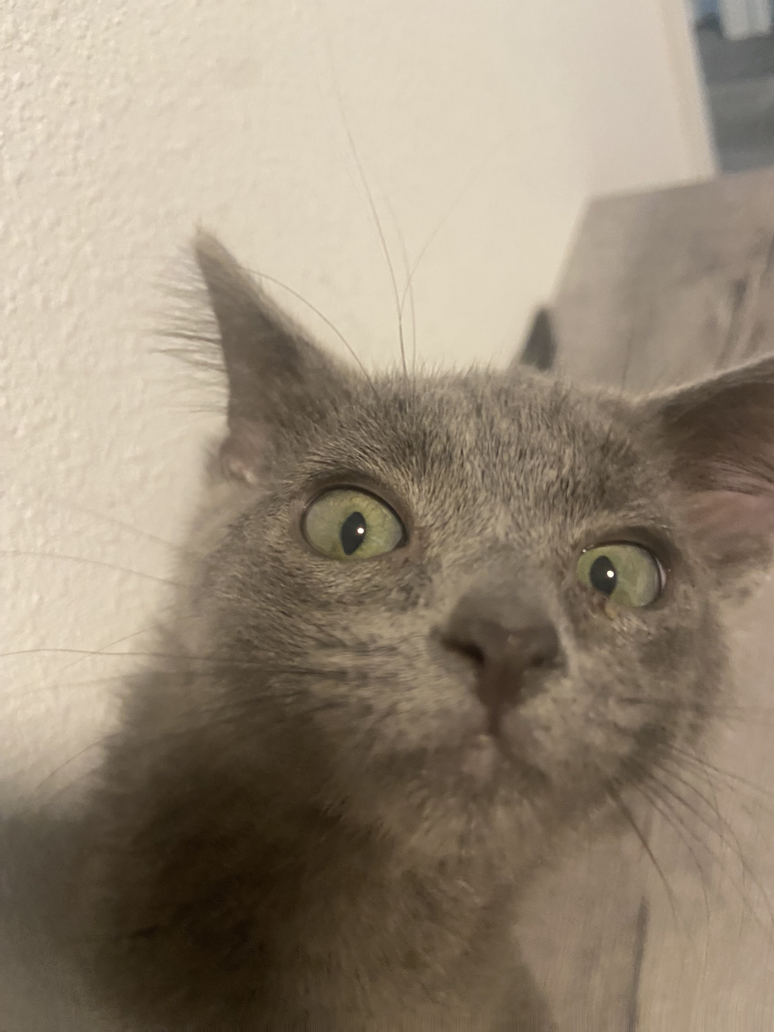 Grey Kitten image 5