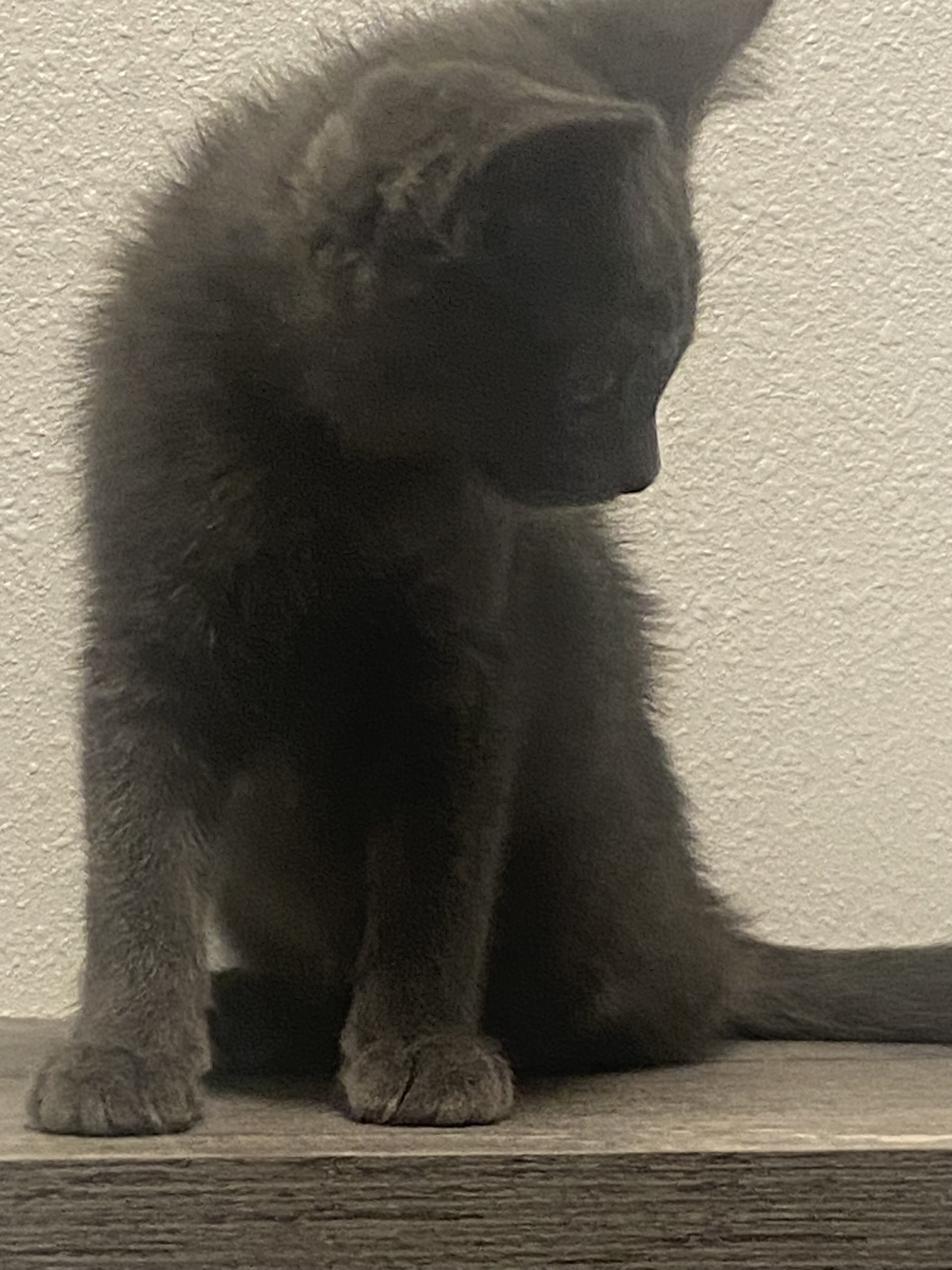 Grey Kitten image 2