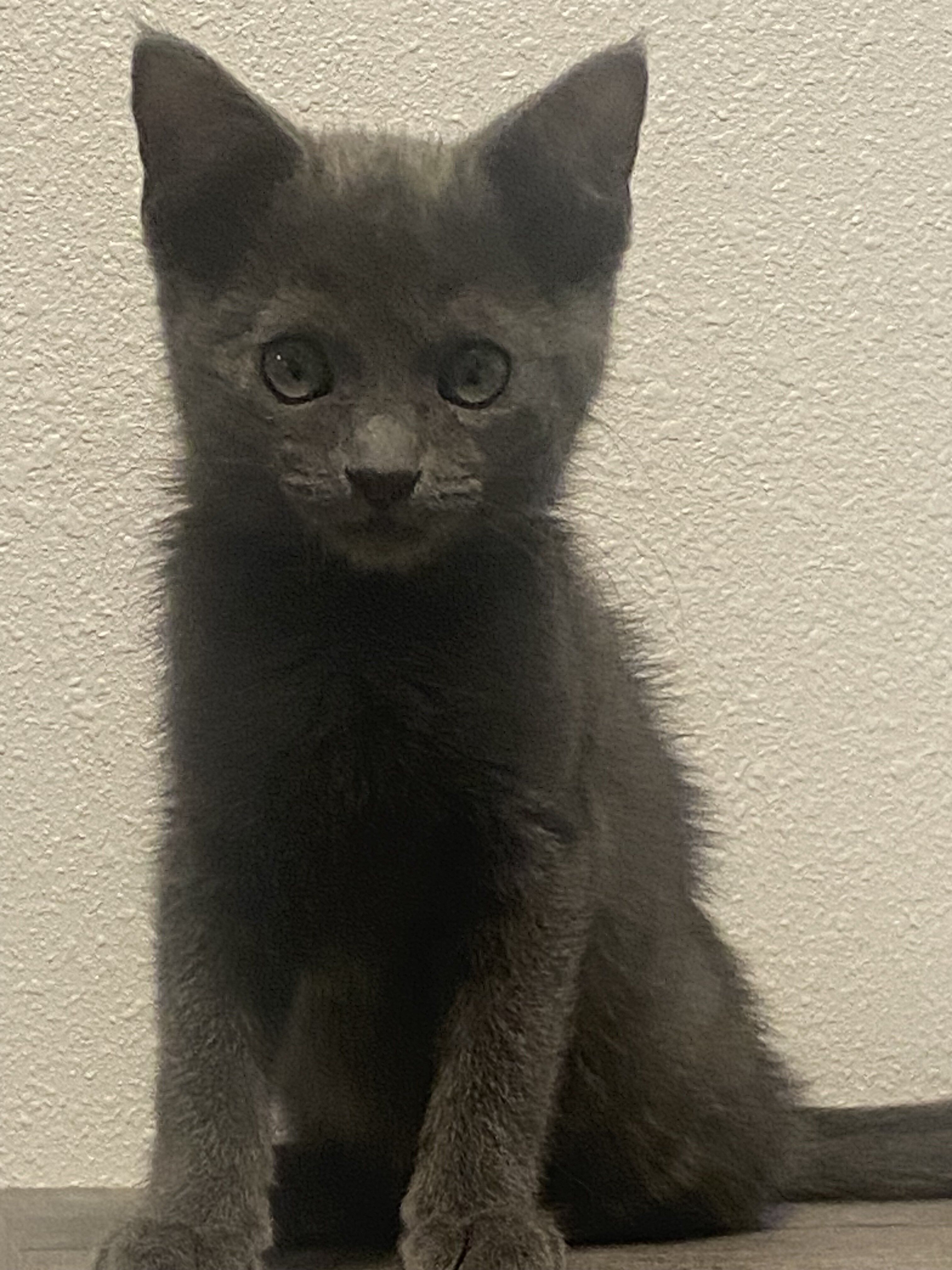 Grey Kitten image 1