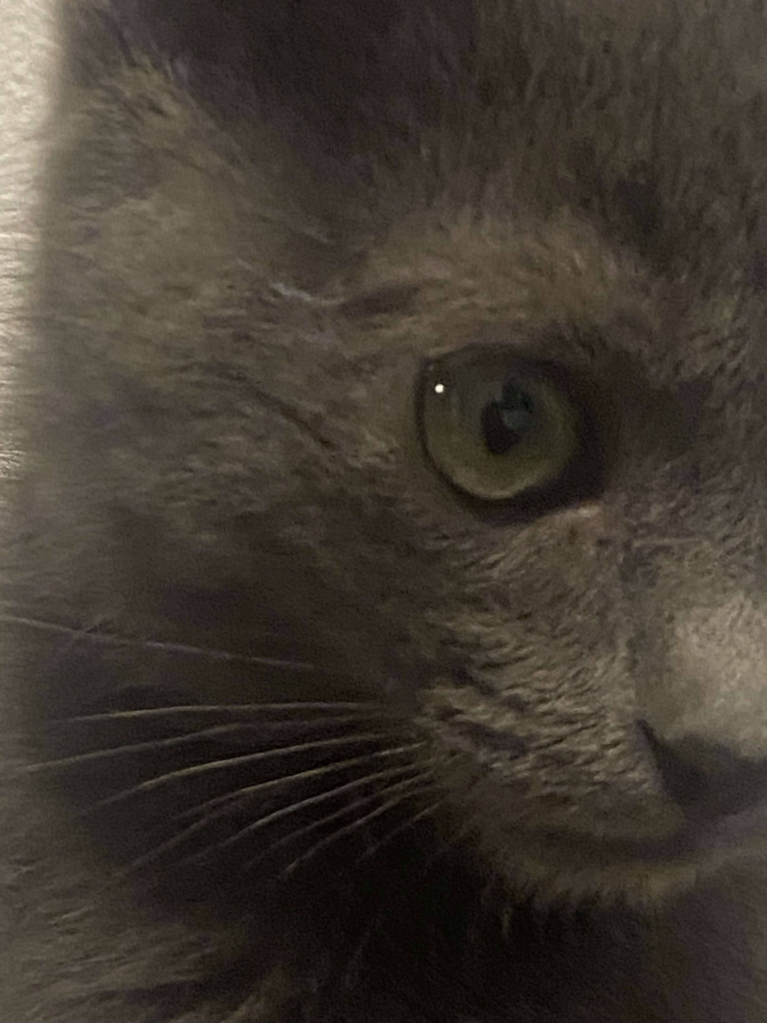 Grey Kitten image 3