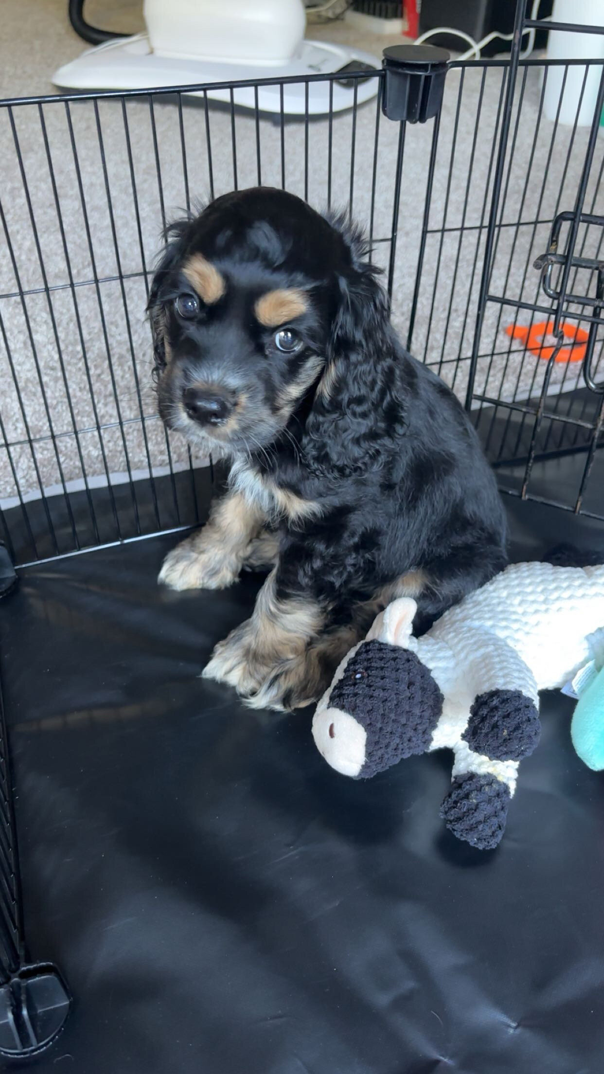 14 week old American Cocker Spaniel image 1